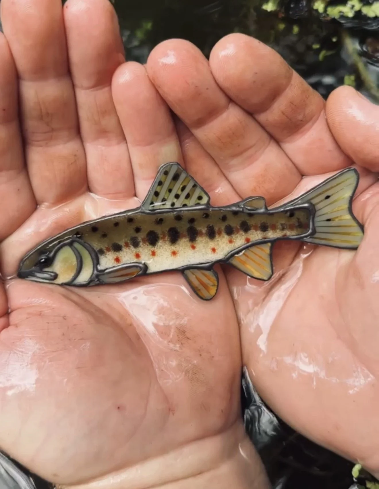 juveile_trout_pic.JPEG