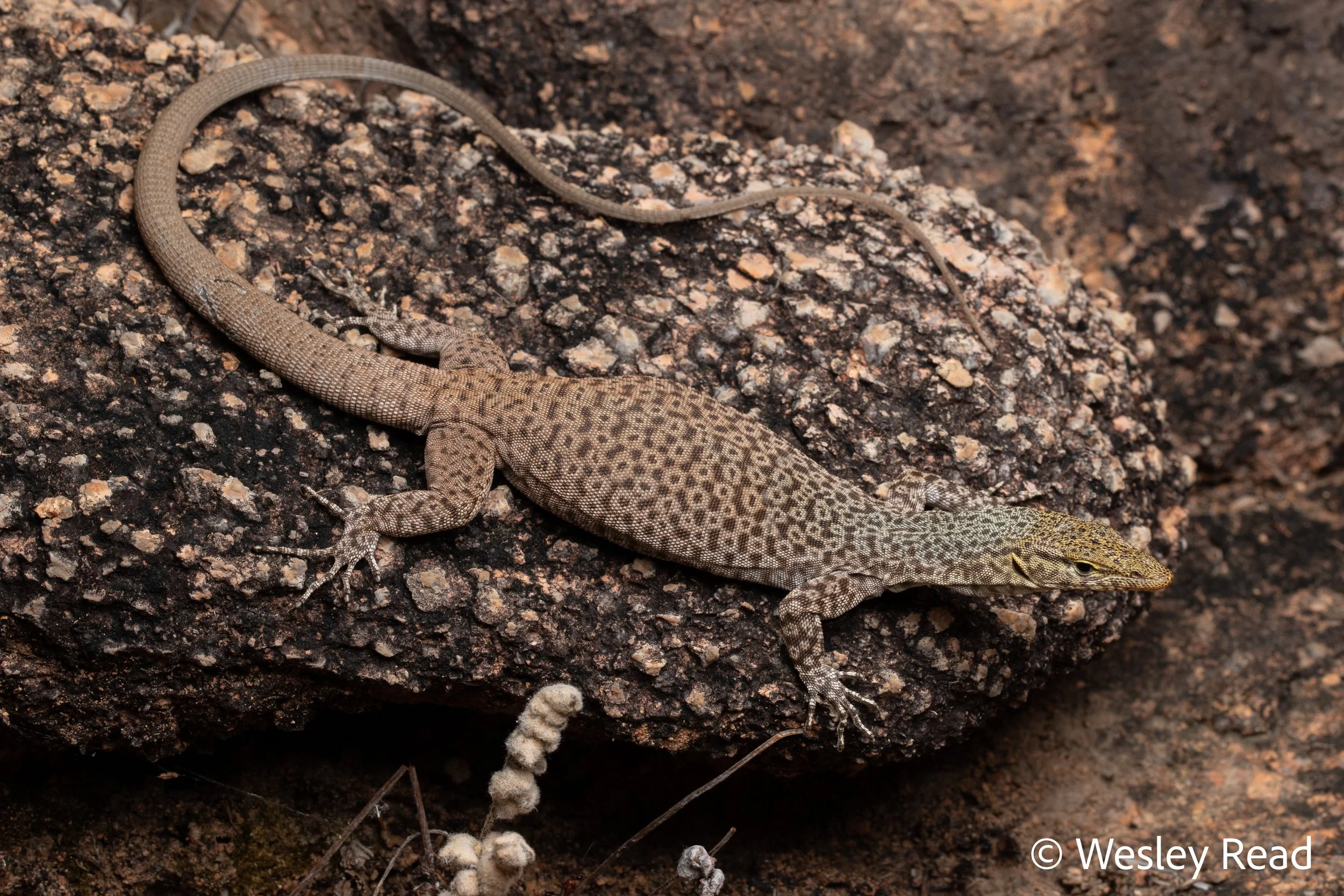 Varanus iridis. Mt Surprise area, Qld. 2023