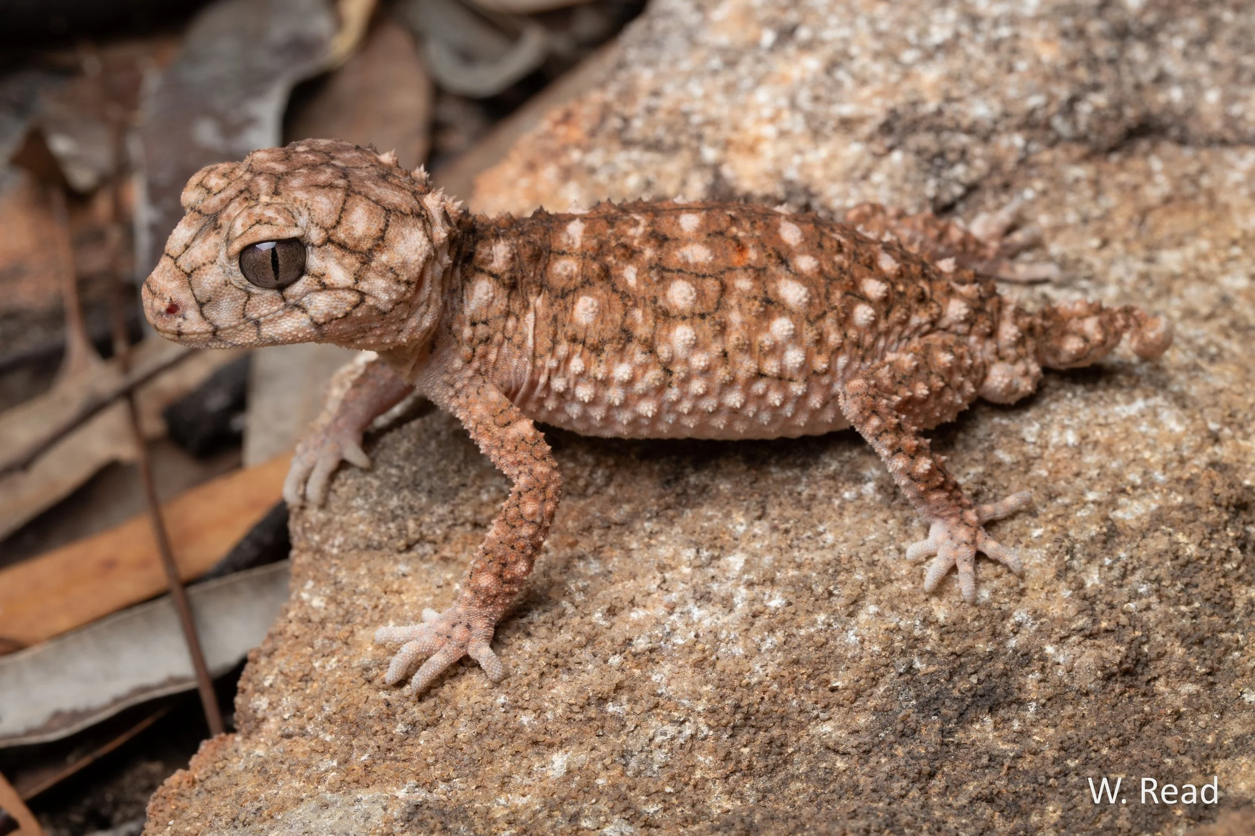 Nephrurus asper. Richmond, Qld. 2023