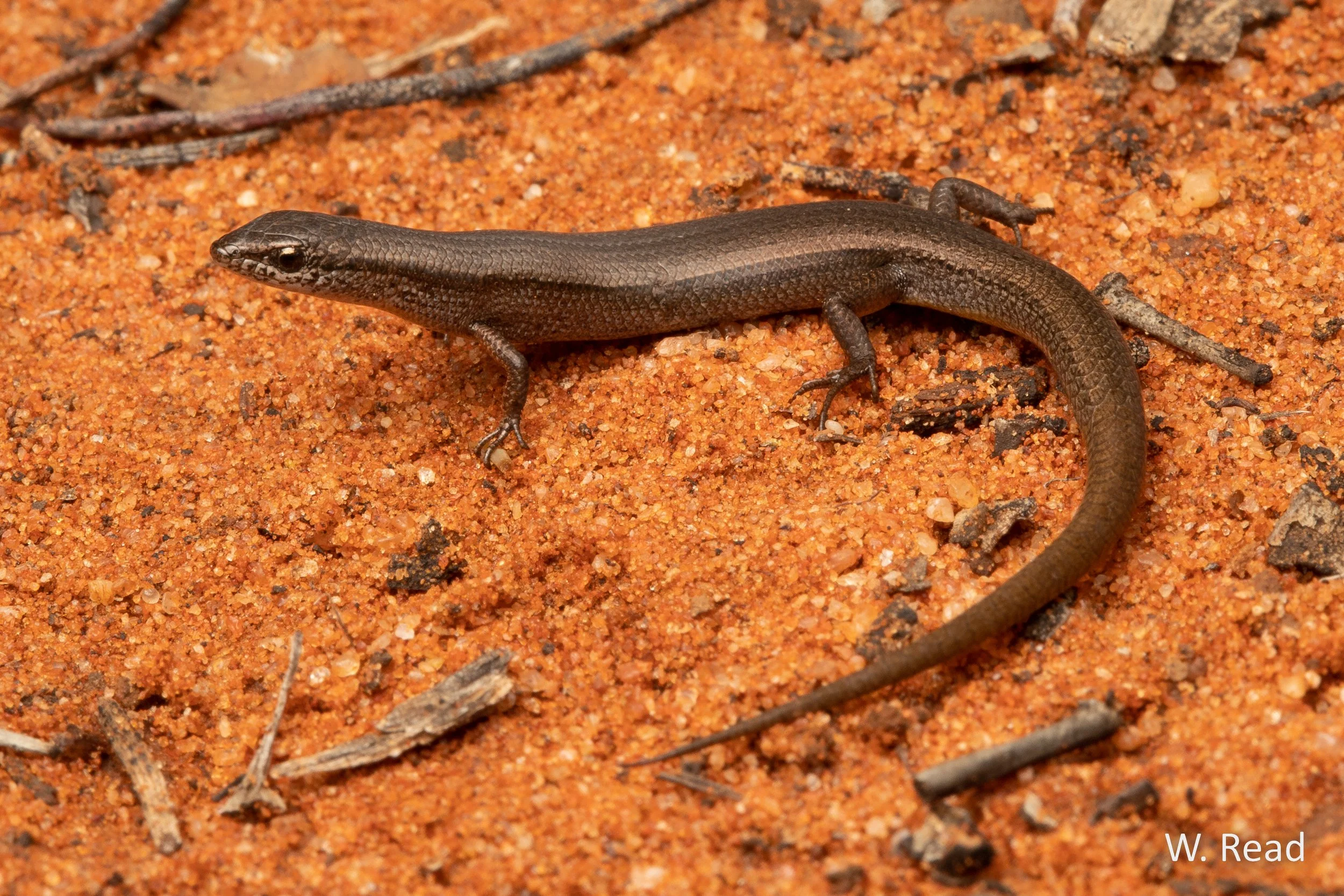 Menetia greyii. Coombah, NSW. 2020