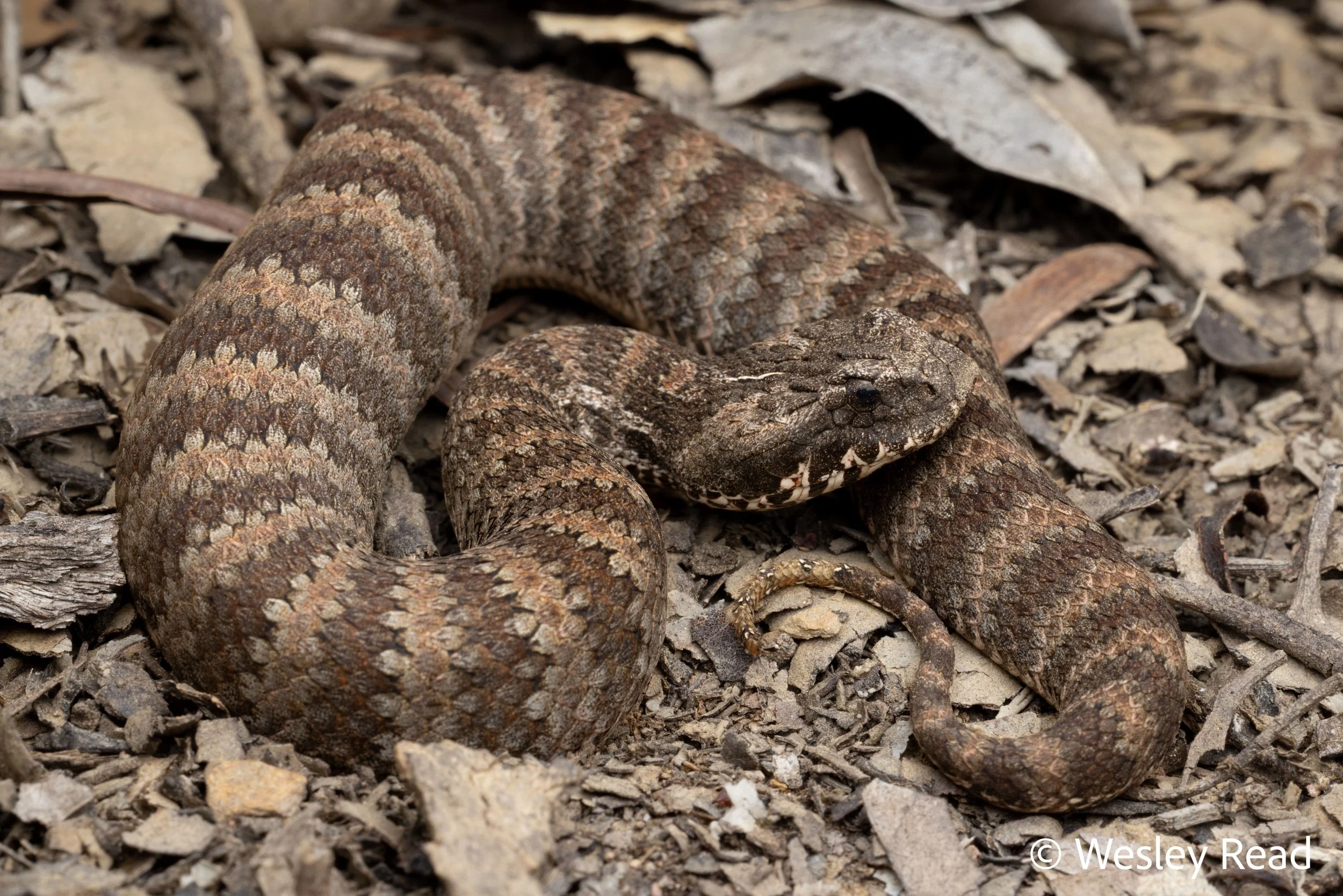 Acanthophis antarcticus. Bateman's Bay area, NSW. 2026