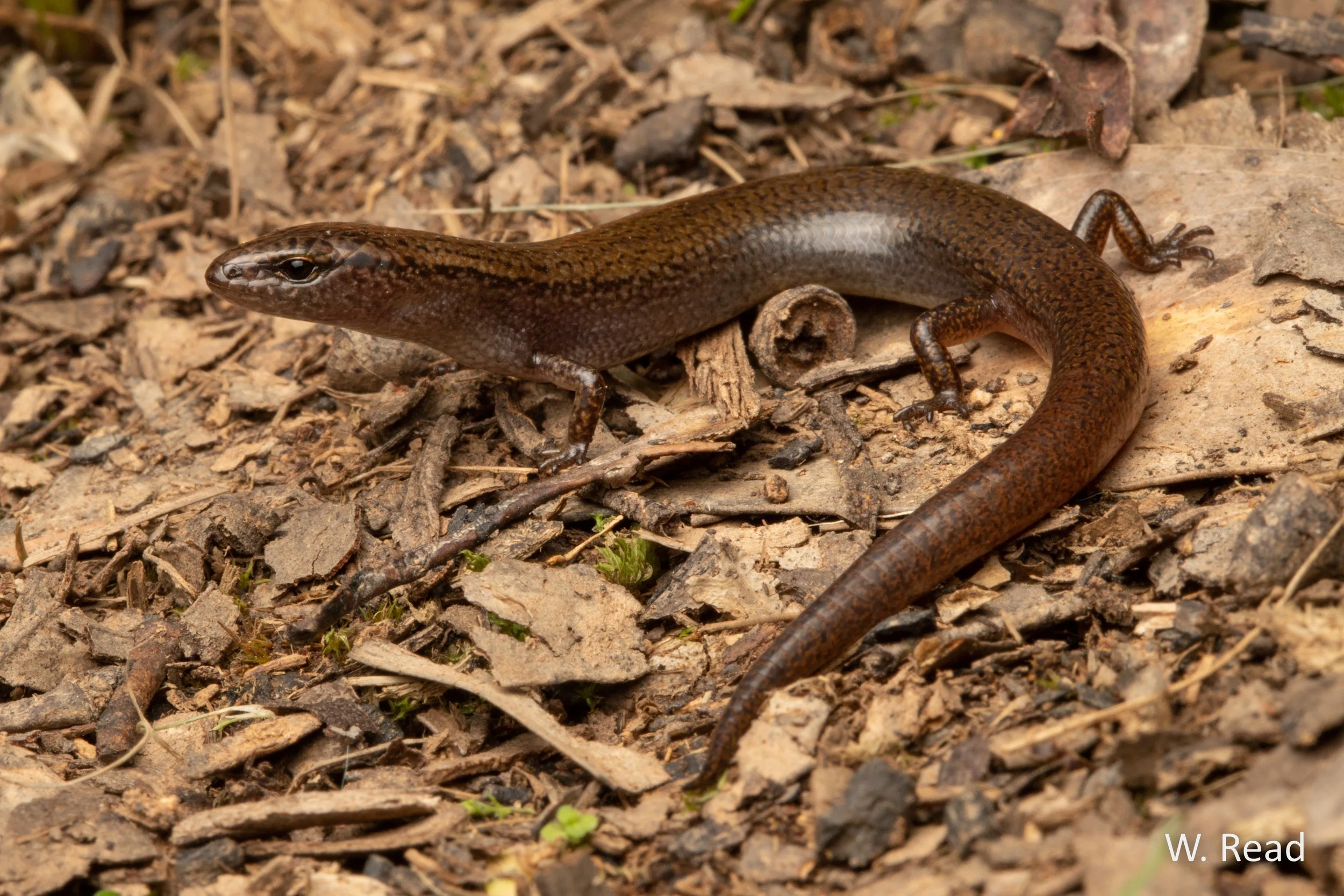 Calyptotis ruficauda. Guy Fawkes NP, NSW. 2020