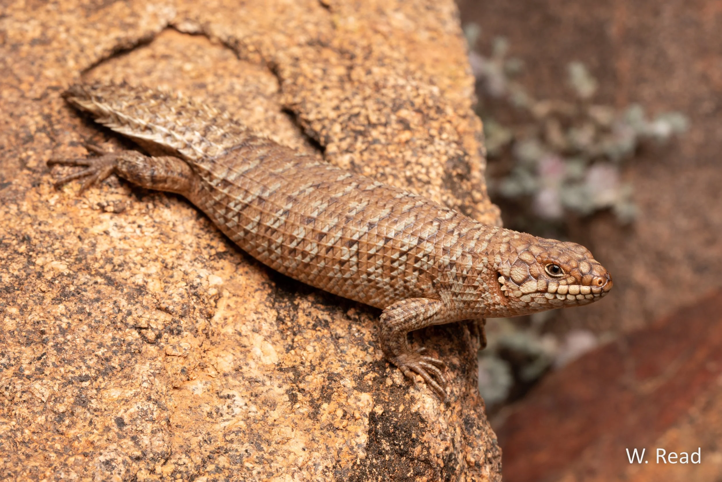 Egernia stokesii. Sturt NP, NSW. 2021