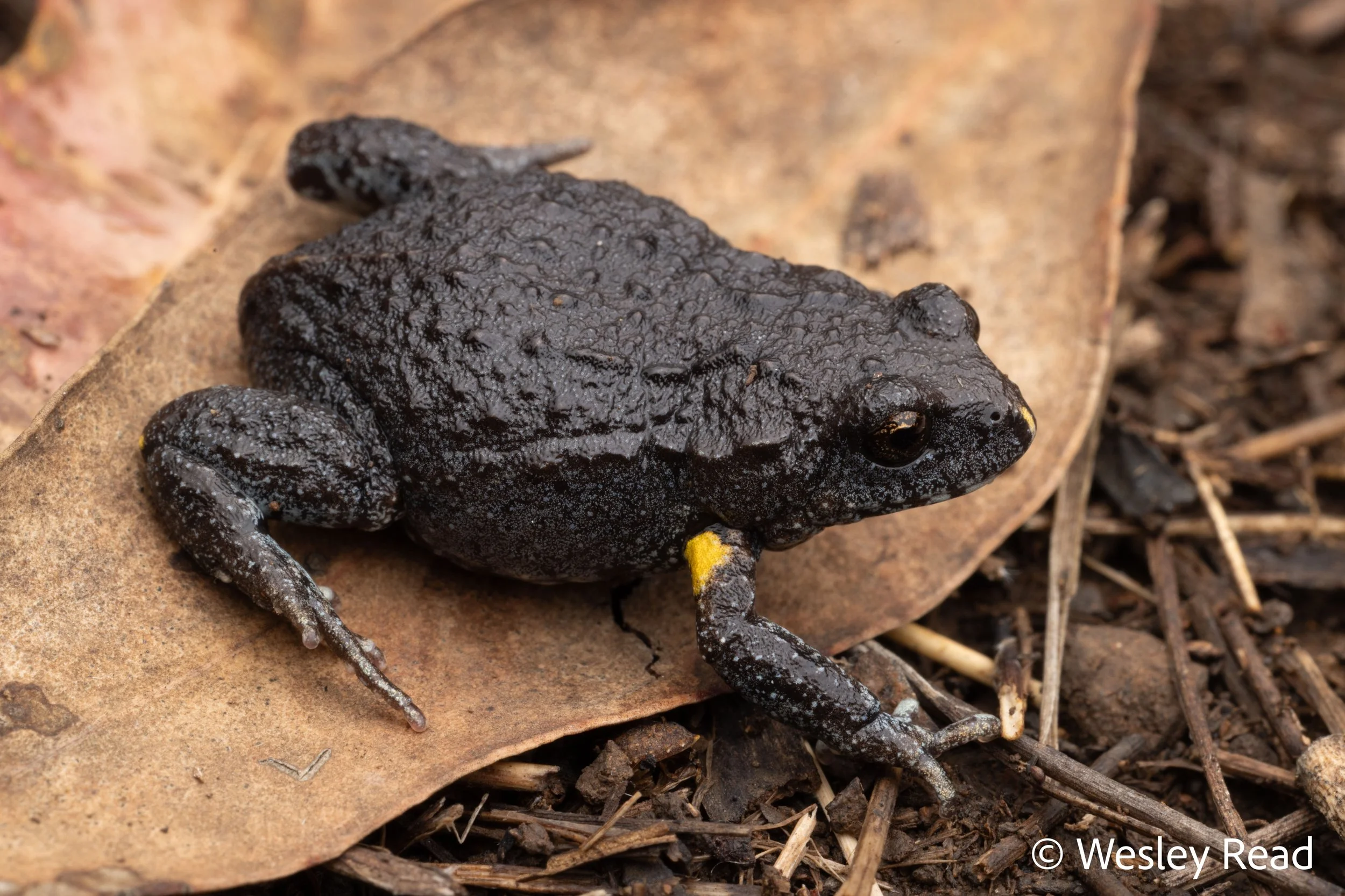 Pseudophryne bibronii. Mt Kaputar, NSW. 2025