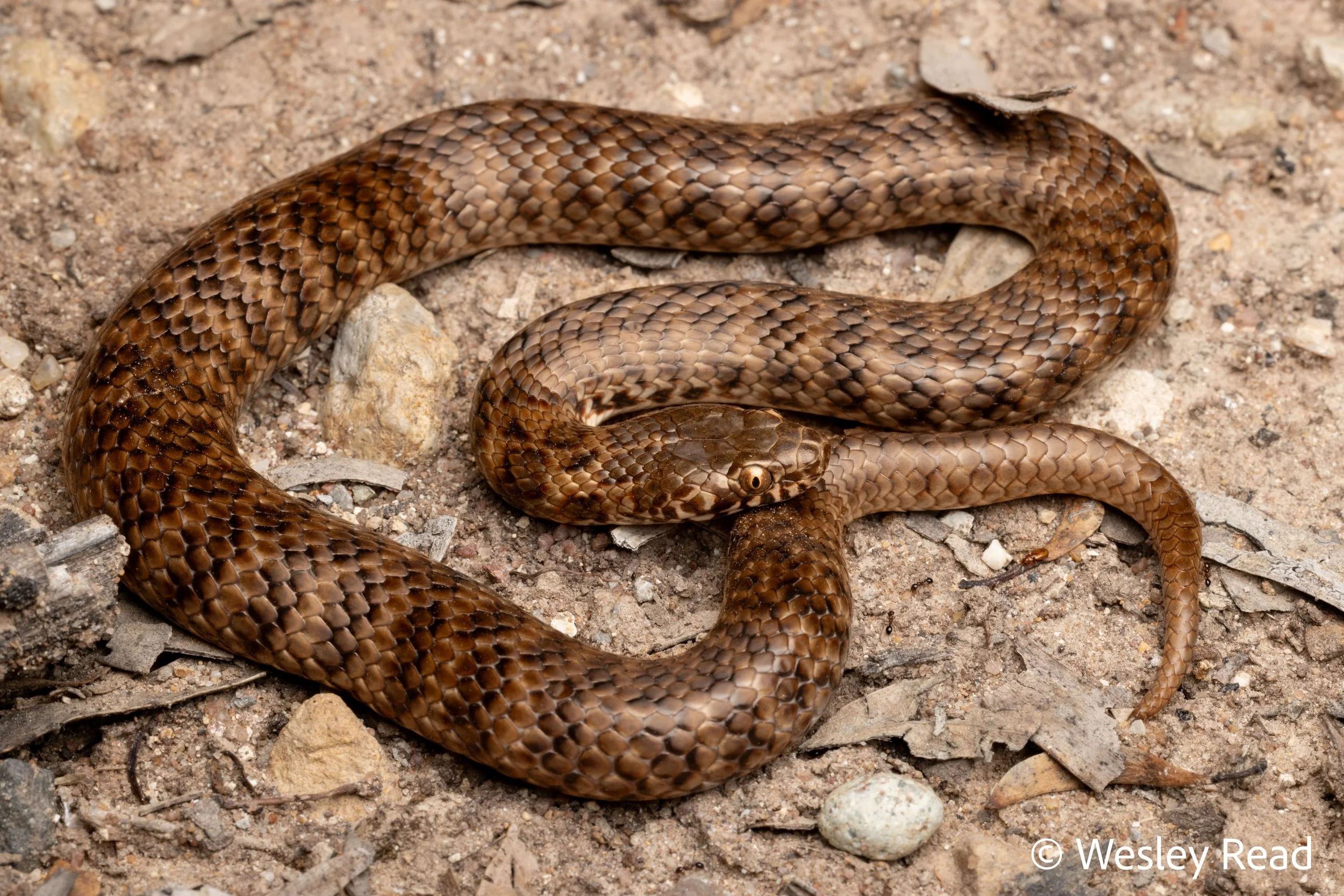 Denisonia devisi. Narrabri, NSW. 2025