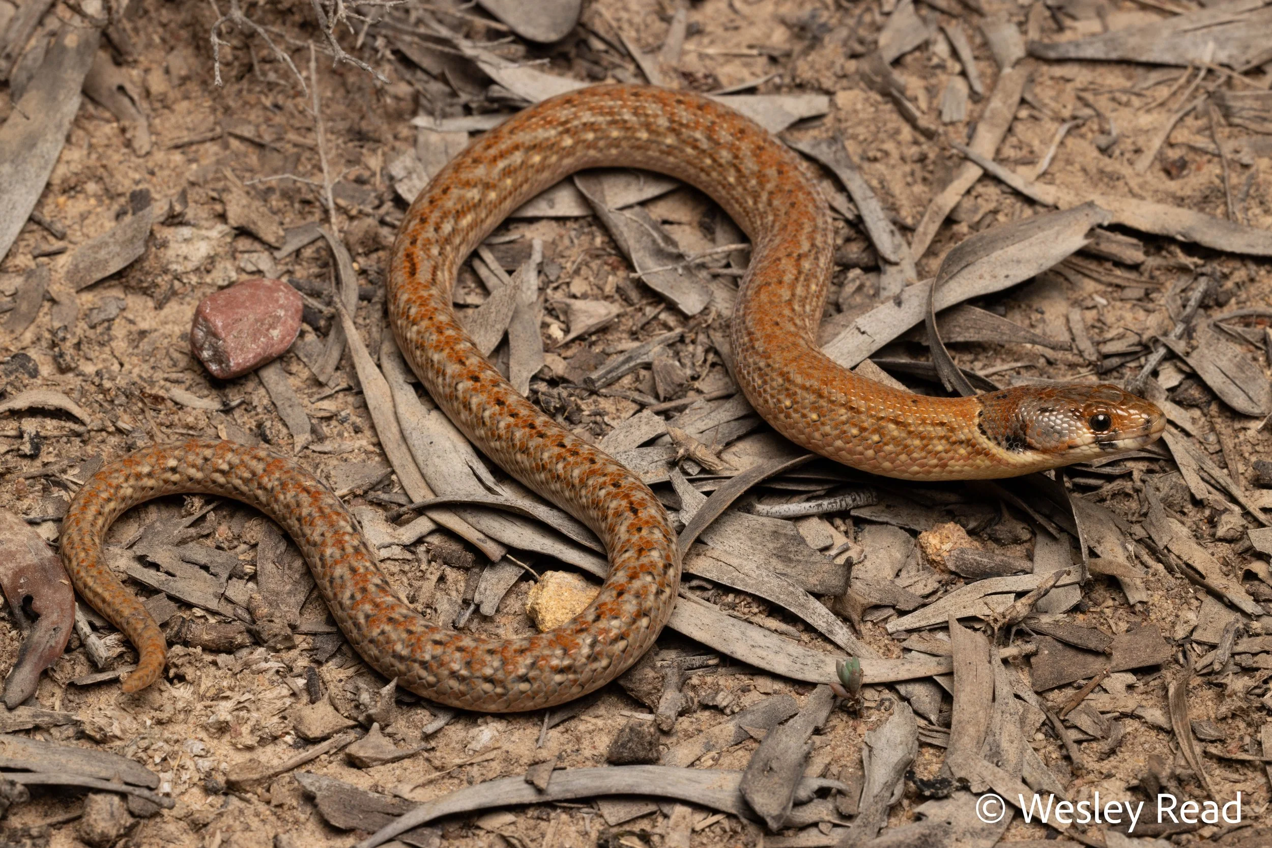 Pygopus schraderi. Narrabri, NSW. 2025
