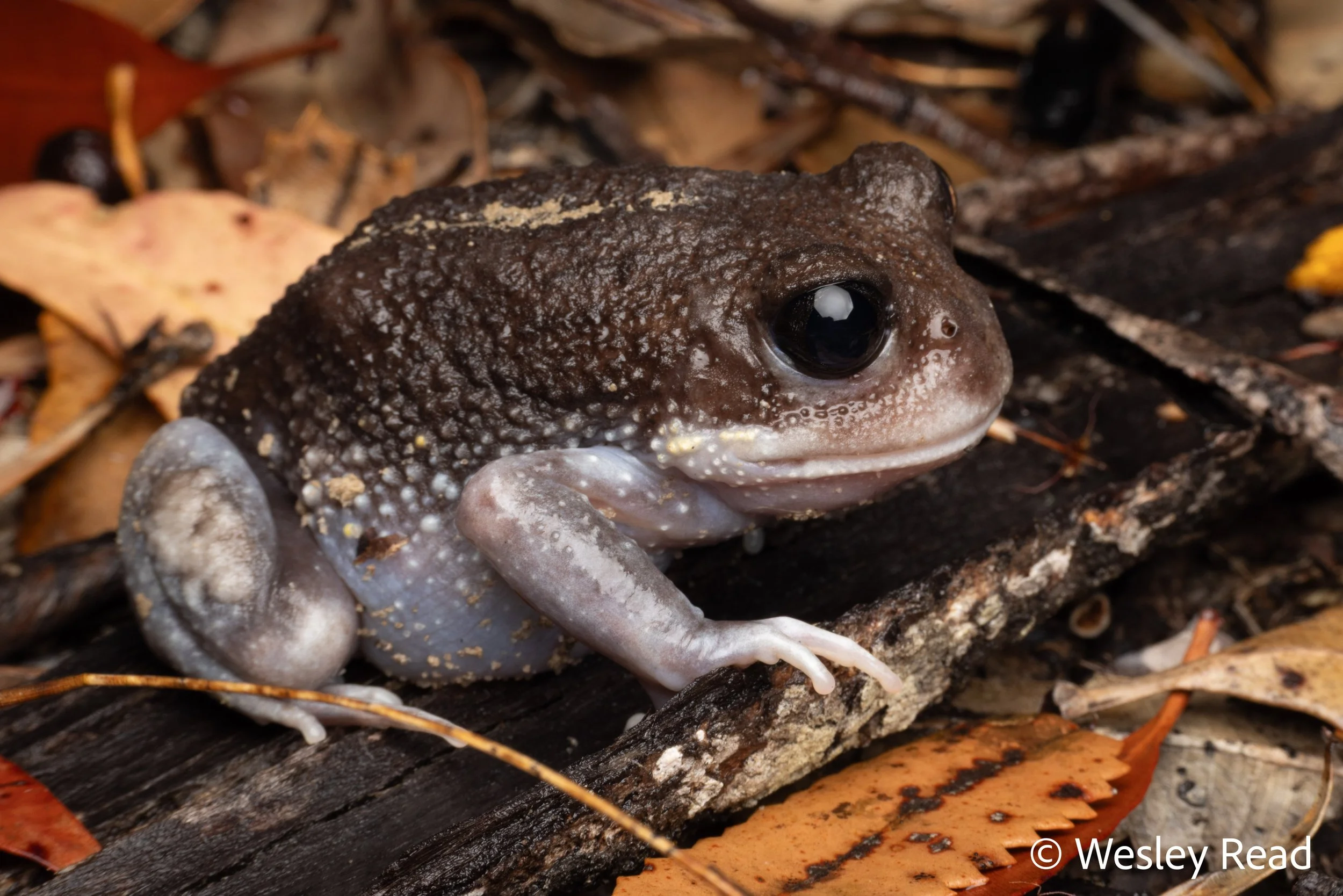 Heleioporus australiacus. Central Coast, NSW. 2025