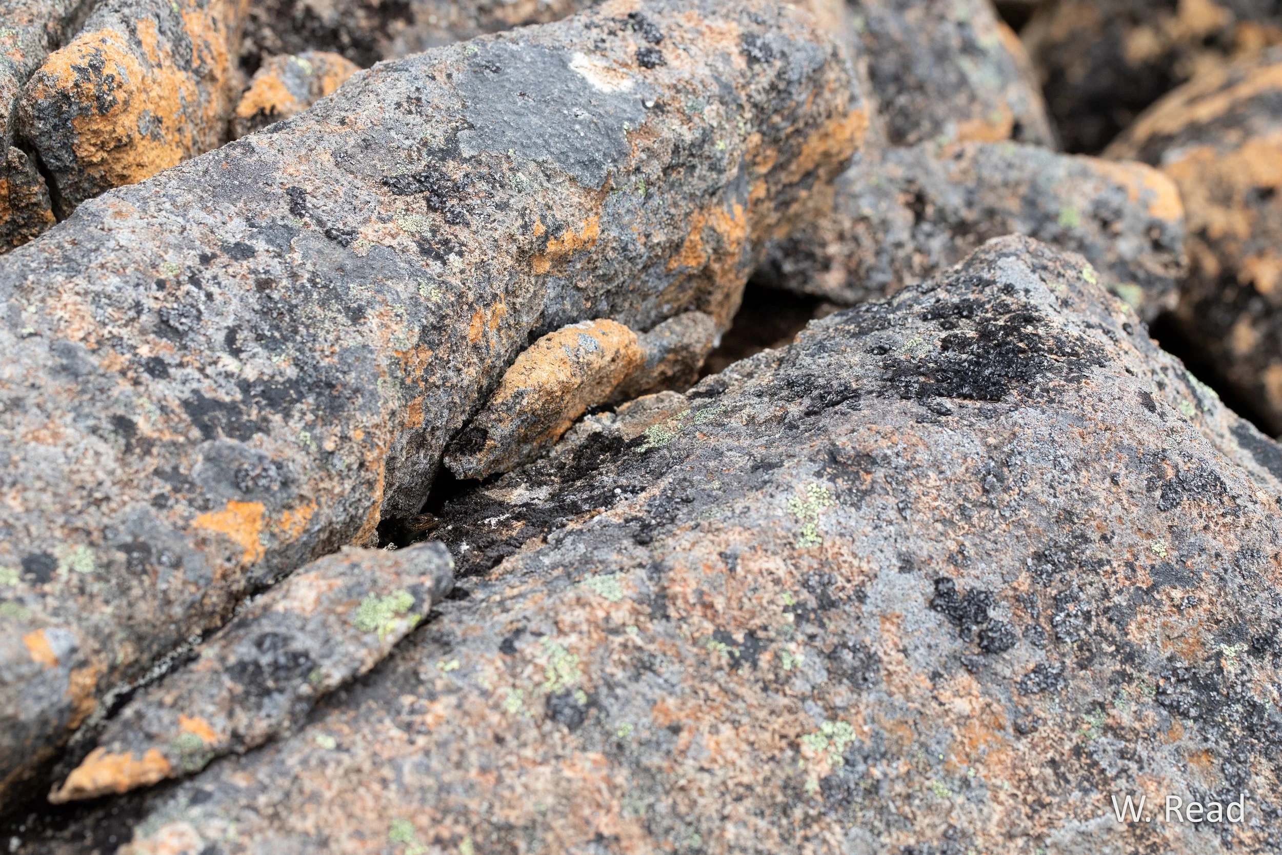 Carinascincus greeni. Ben Lomond, Tas. 2025