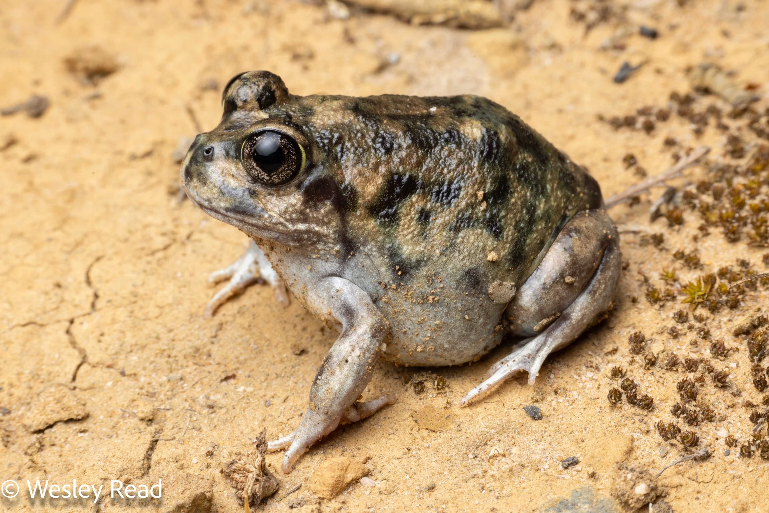 Neobatrachus albipes. Stirling Ranges, WA. 2025