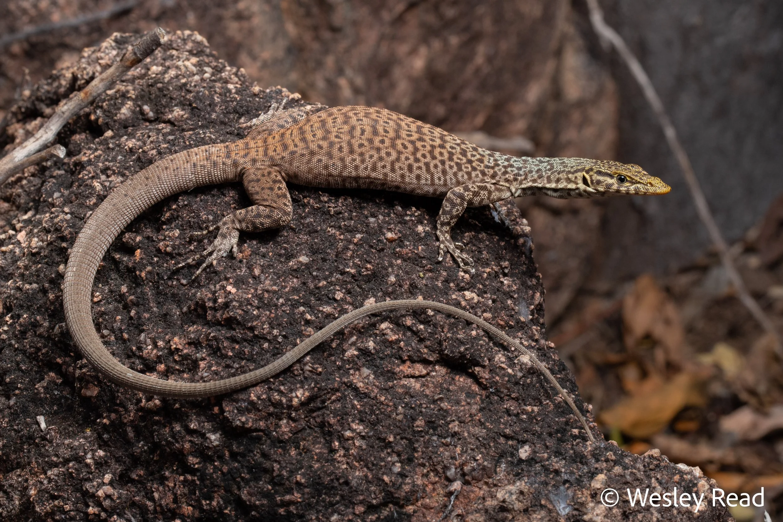 Varanus iridis. Mt Surprise area, Qld. 2022