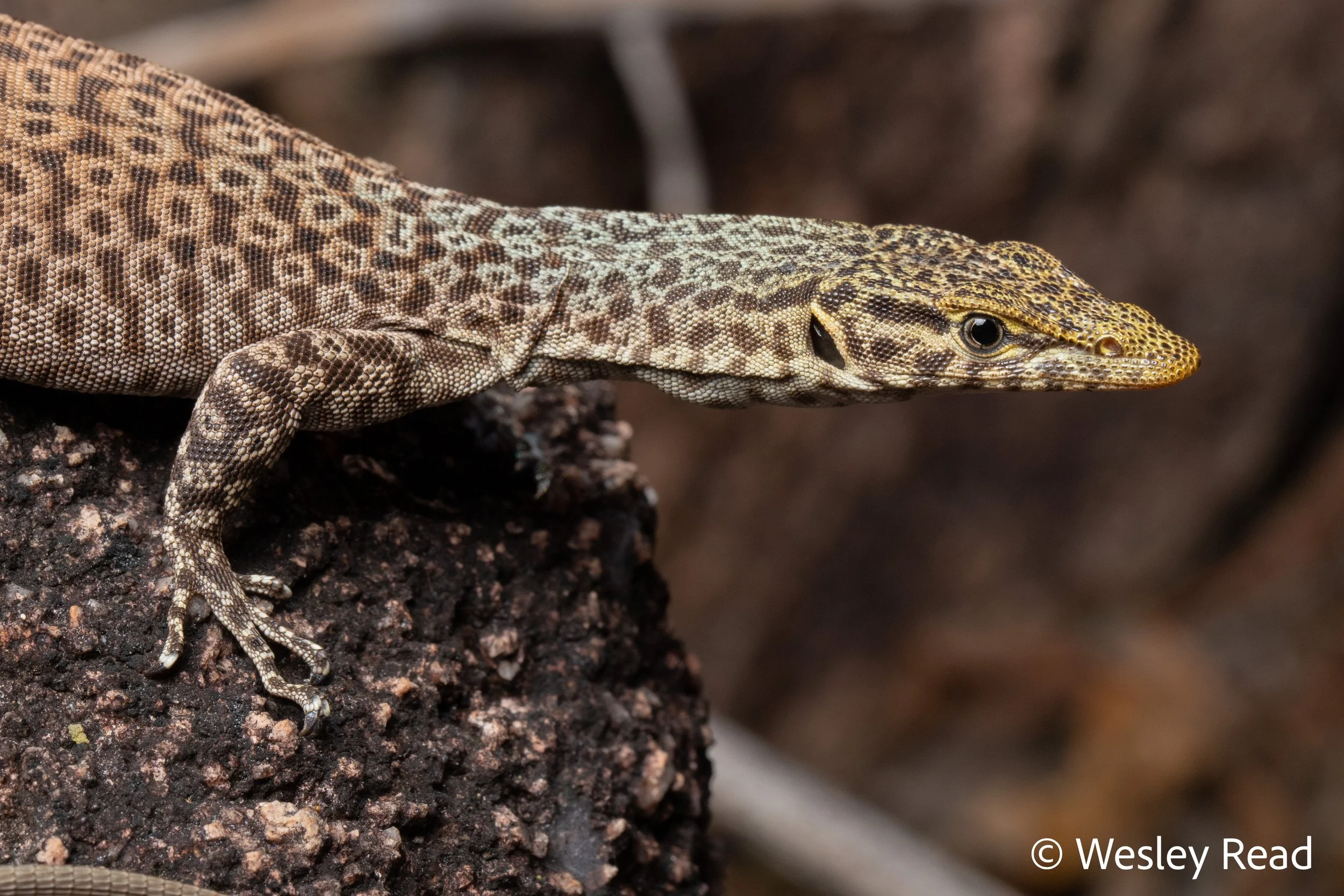 Varanus iridis. Mt Surprise area, Qld. 2022
