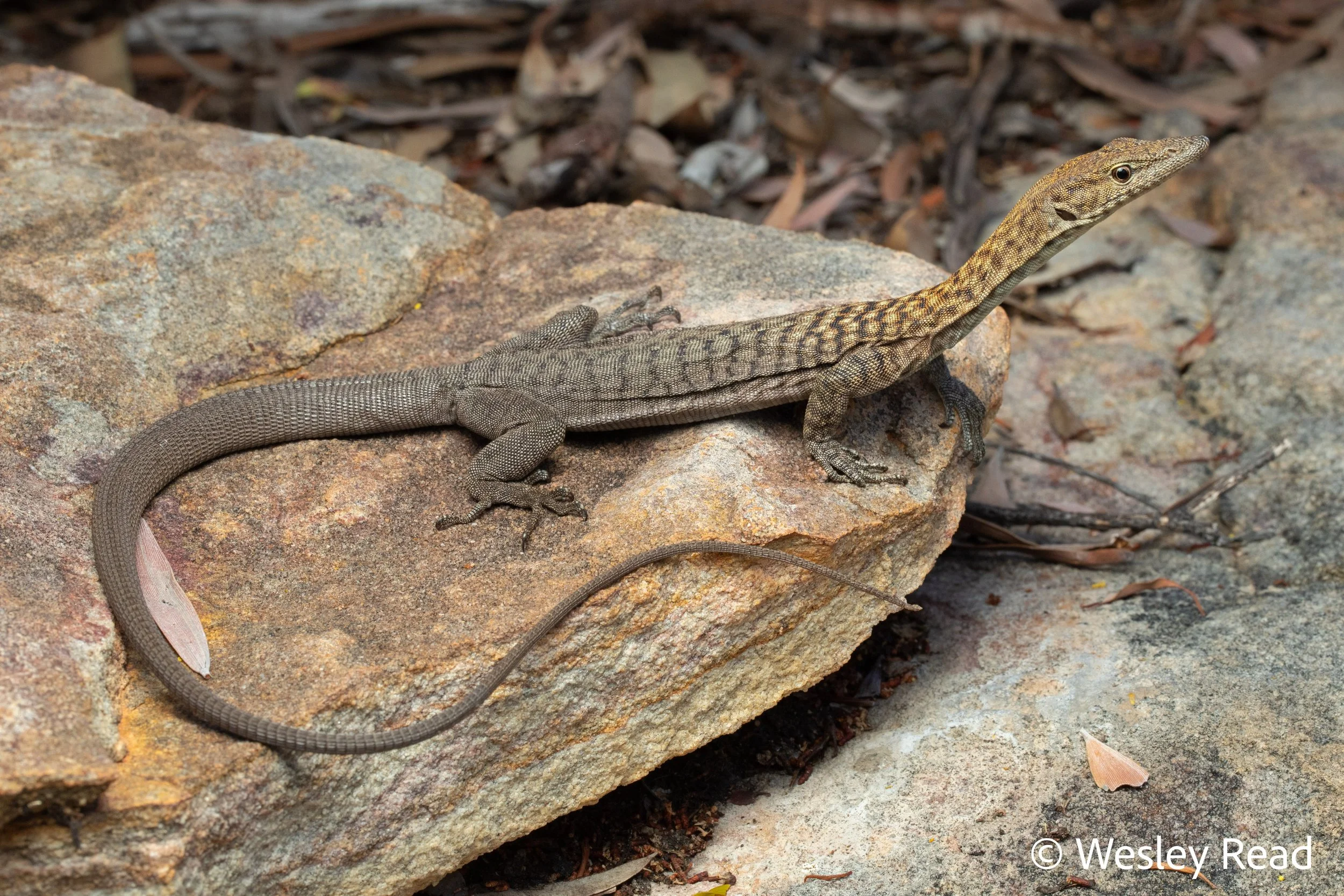 Varanus umbra. Gregory Range, Qld. 2021