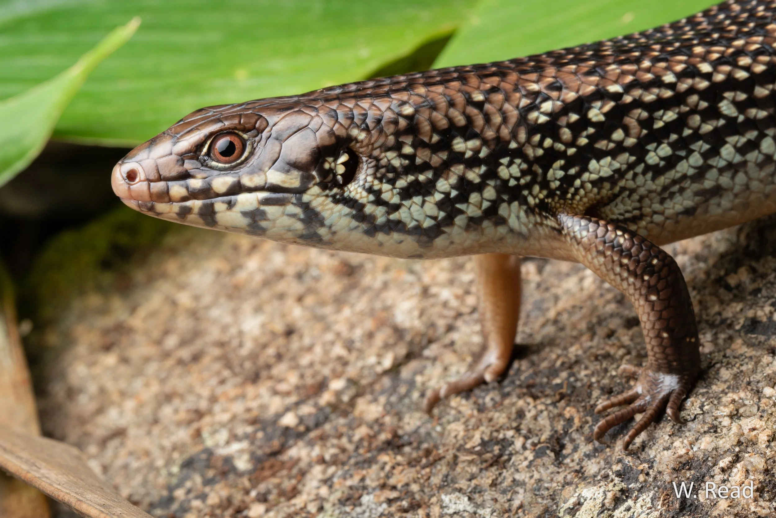 Bellatorias frerei. Dauan Island, Qld. 2023