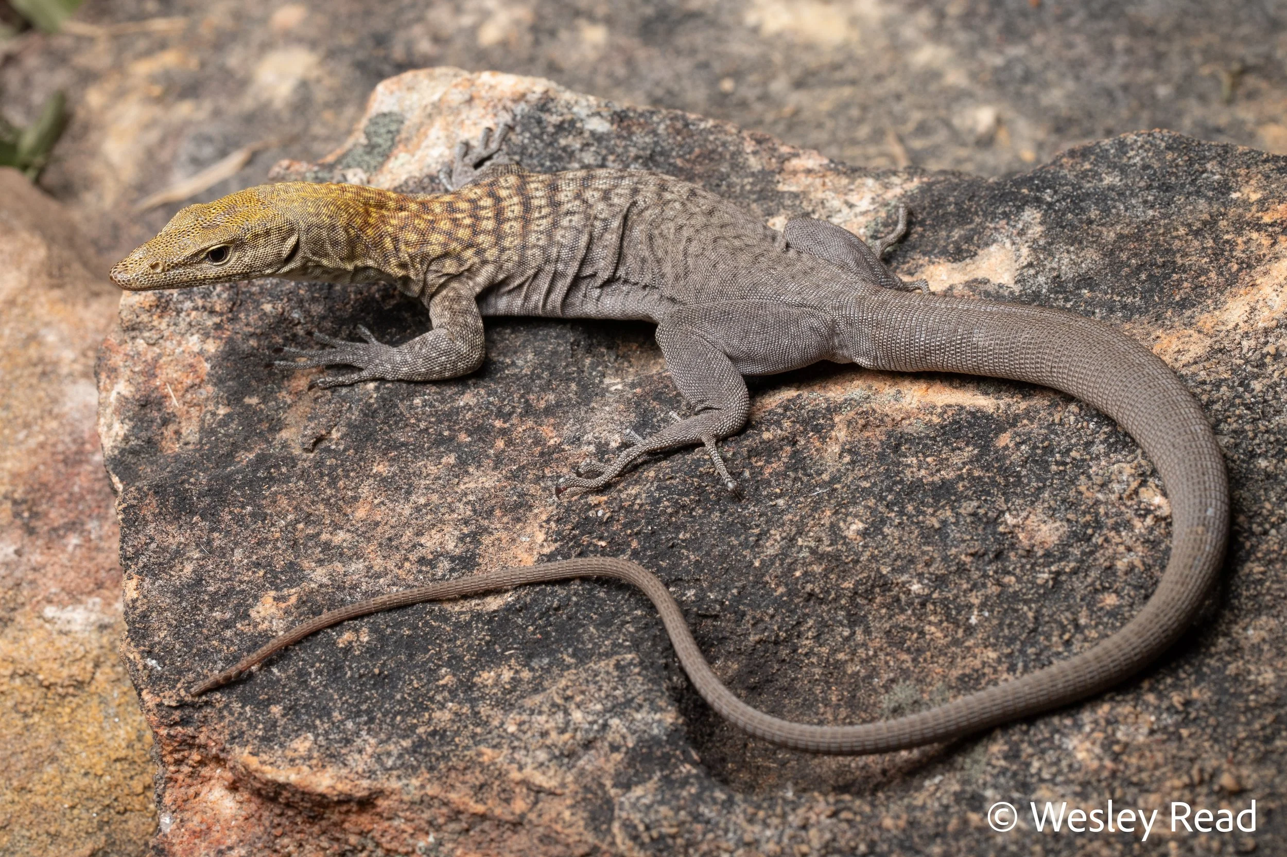 Varanus umbra. Gregory Range, Qld. 2023