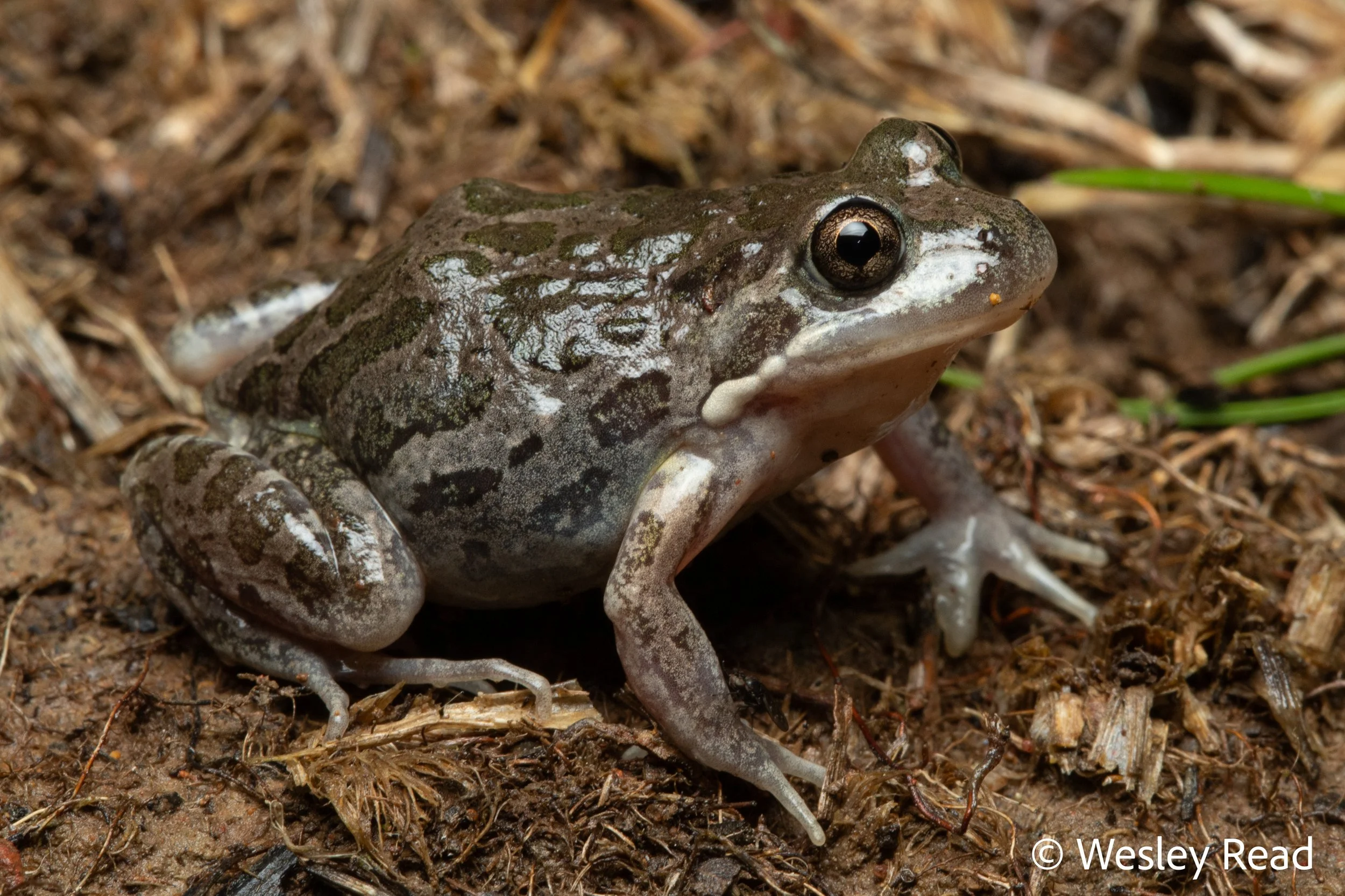 Limnodynastes tasmaniensis. Canberra, ACT. 2020