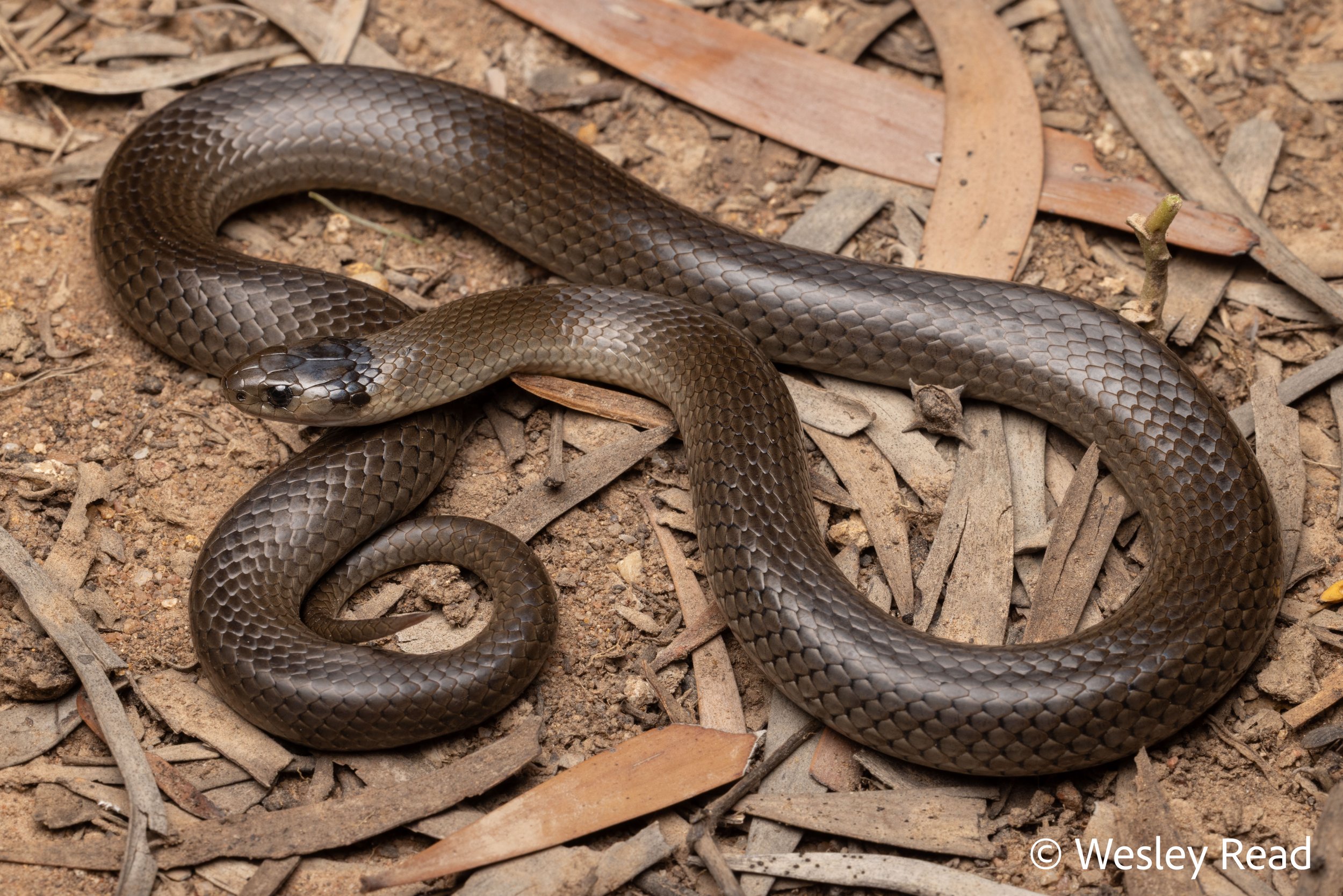 Hemiaspis damelii. Narrabri, NSW. 2025