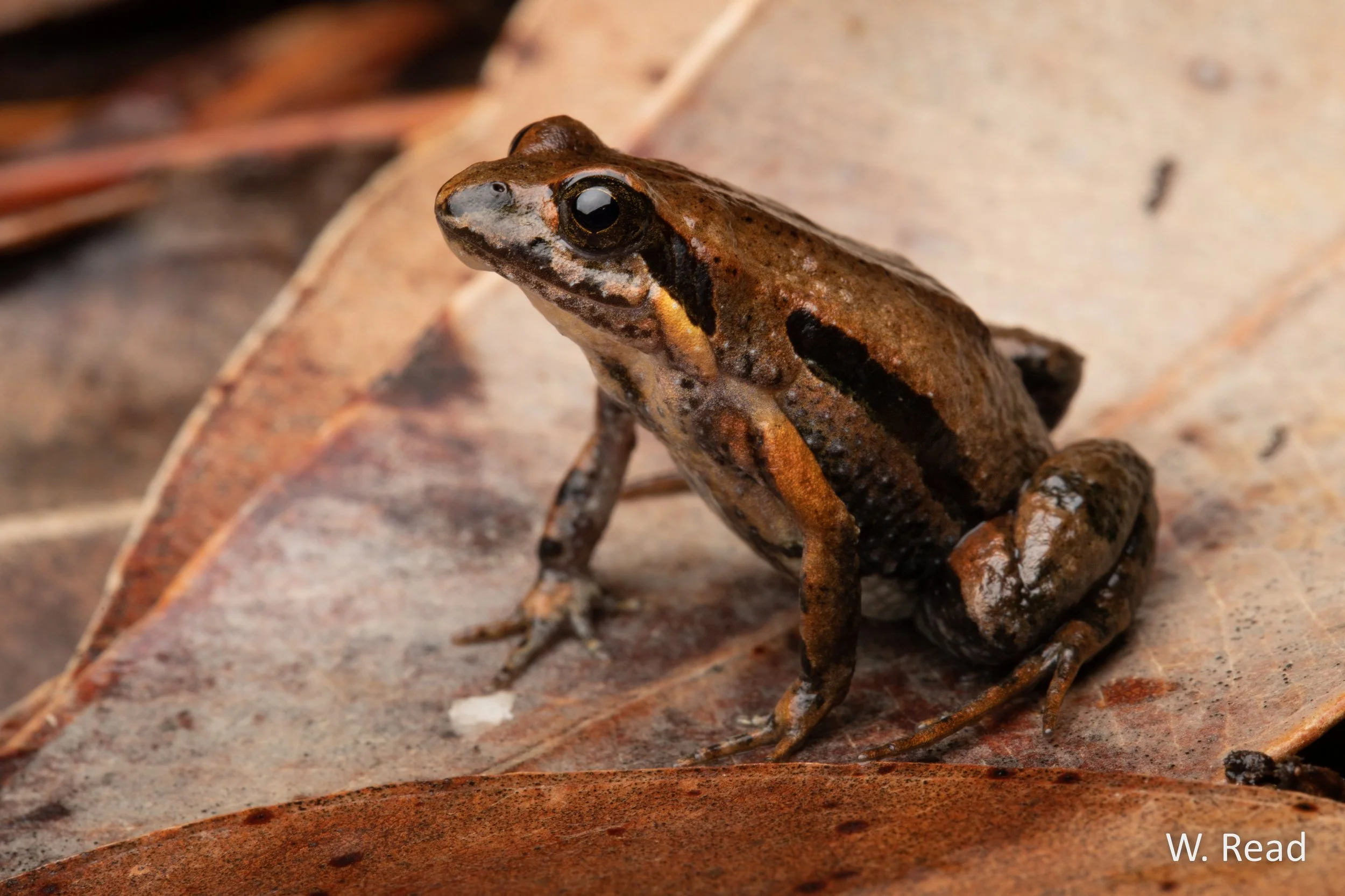 Crinia signifera. East Gippsland, Vic. 2021