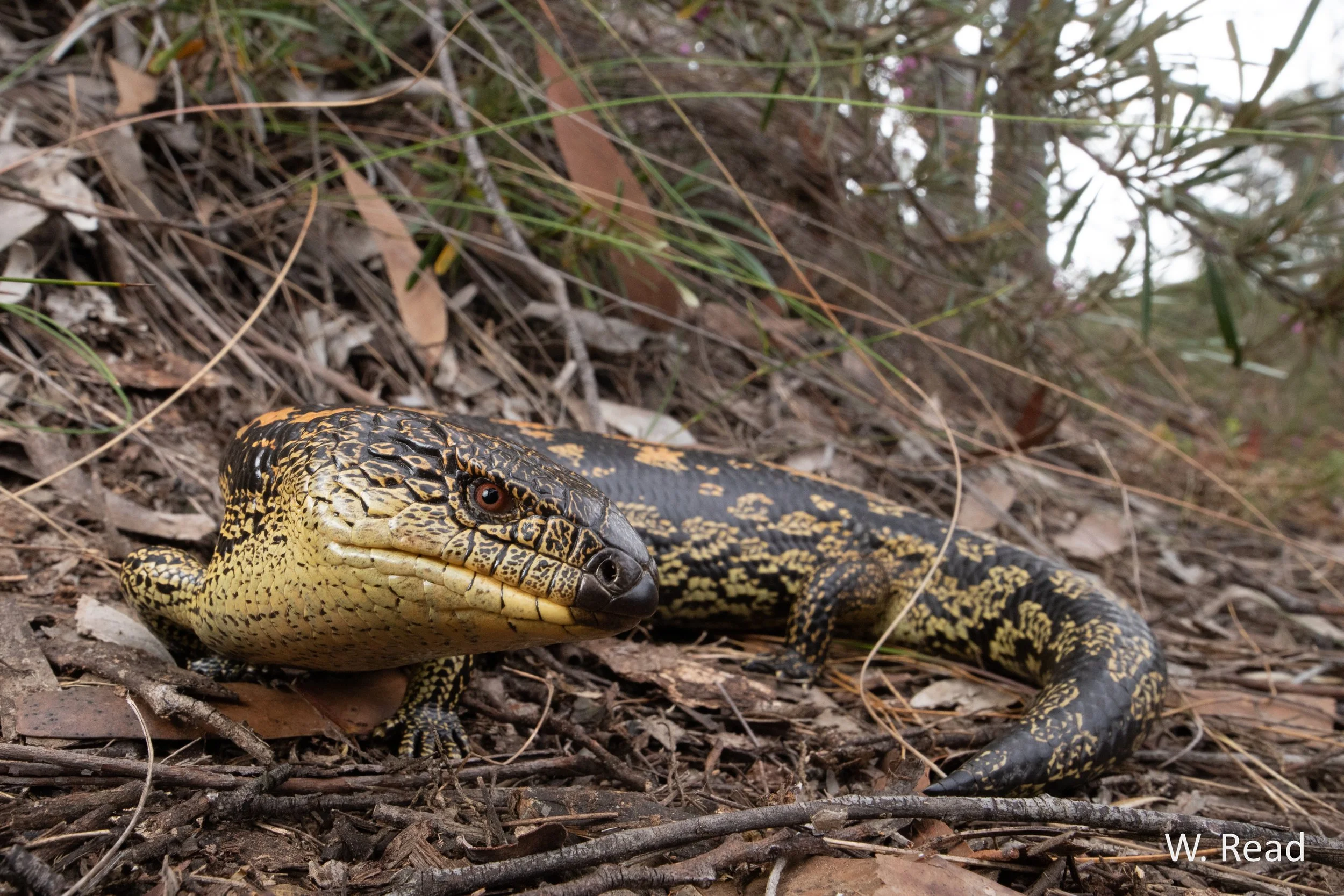 Tiliqua nigrolutea. Blue Mountains, NSW. 2019