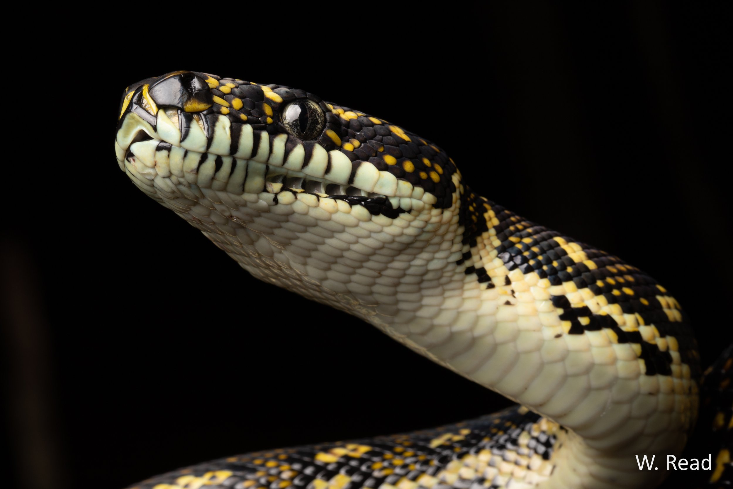 Morelia spilota. Myall Lakes, NSW. 2021