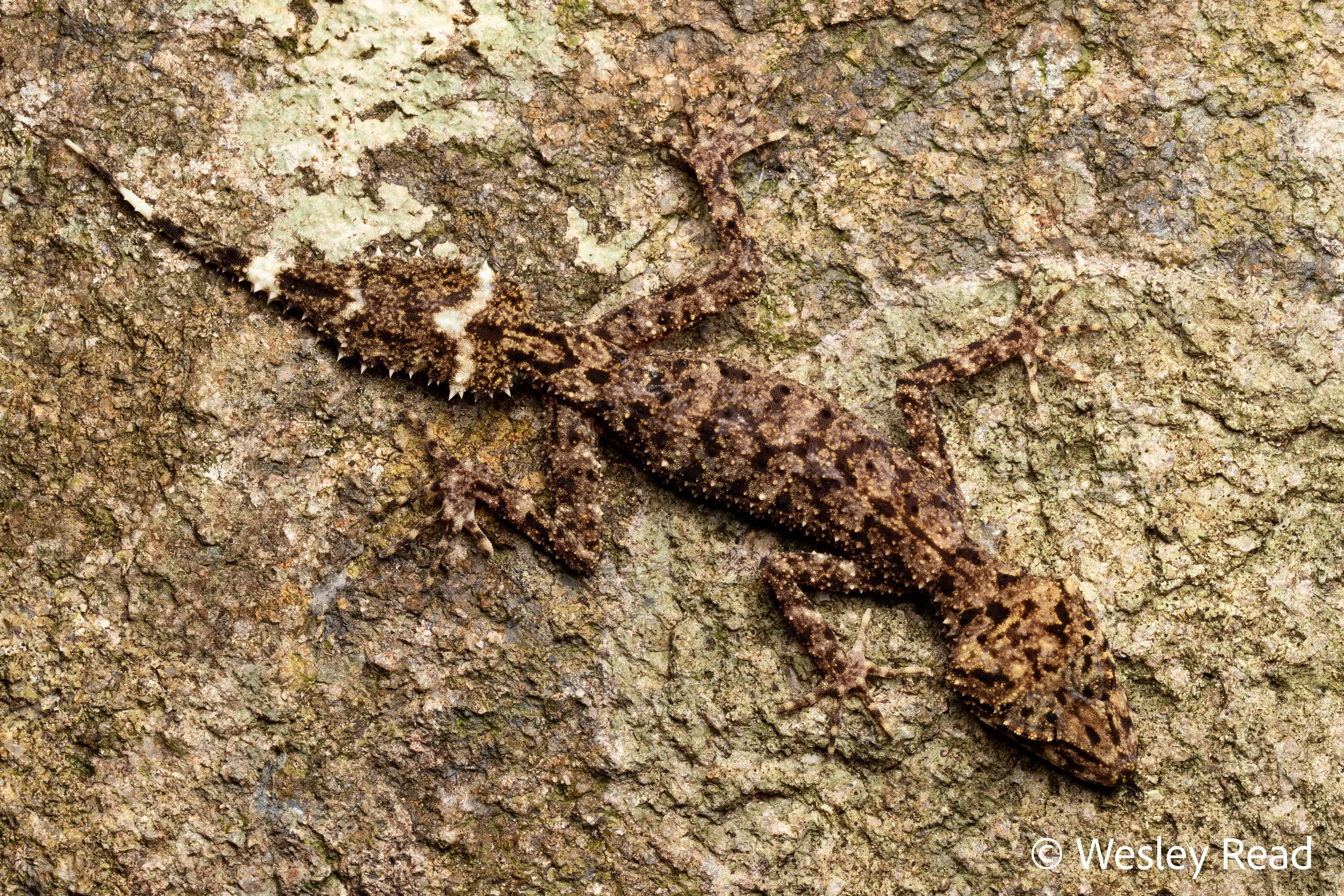 Phyllurus fimbriatus. Scawfell Island, Qld. 2025