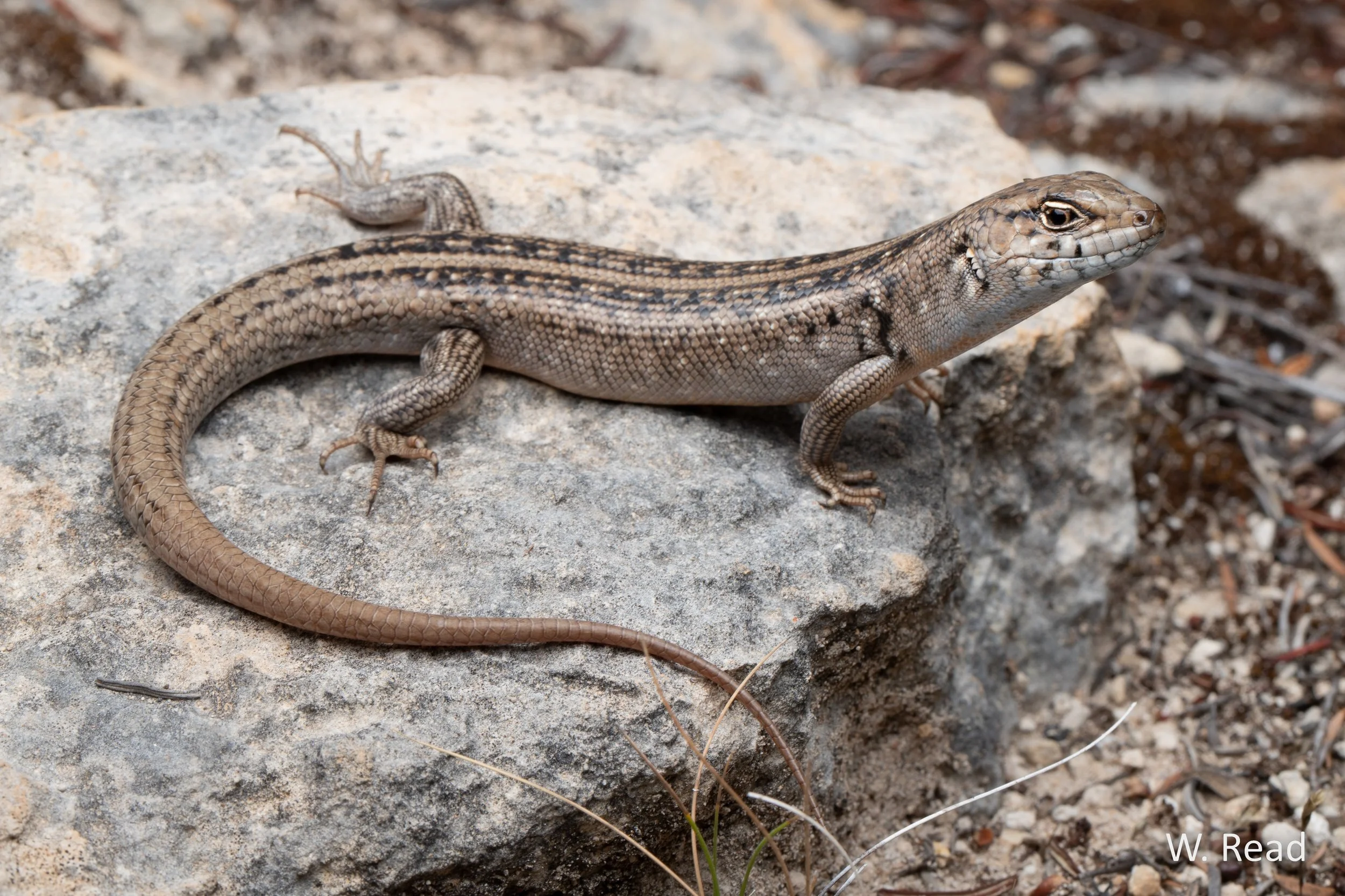 Liopholis multiscutata. Port Lincoln, SA. 2022