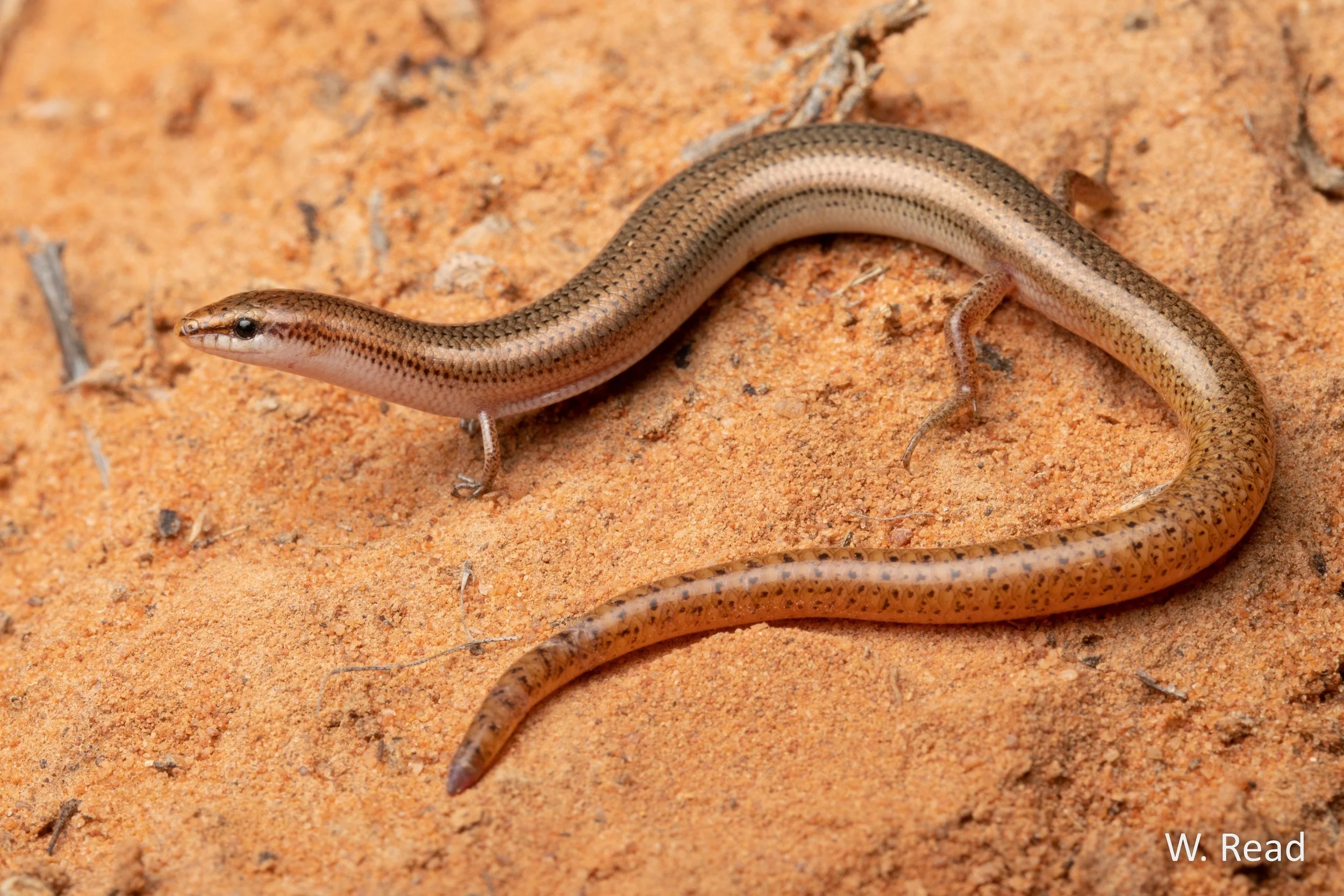 Lerista aericeps. Menindee, NSW. 2023