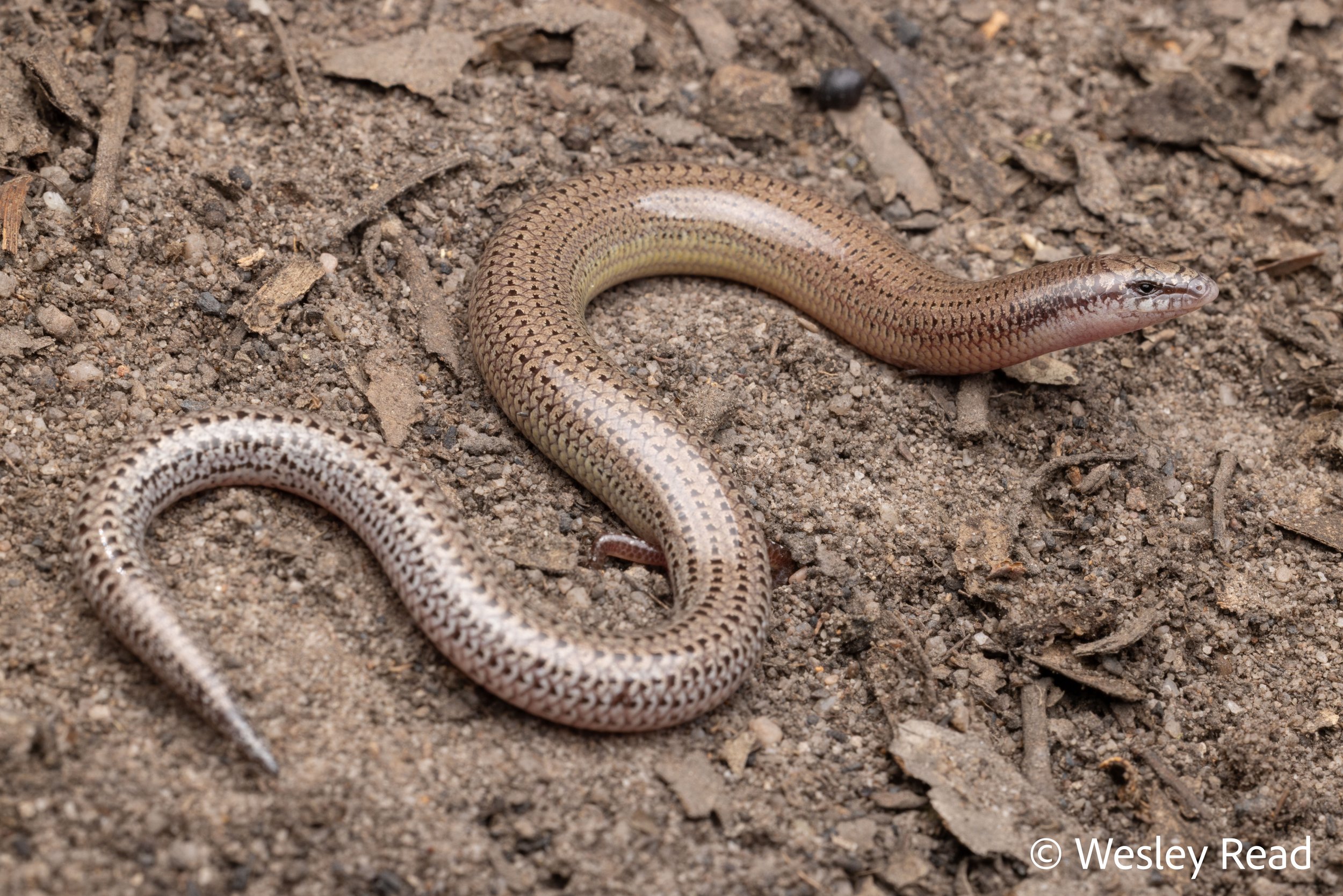 Lerista punctatovittata. Springsure, Qld. 2026
