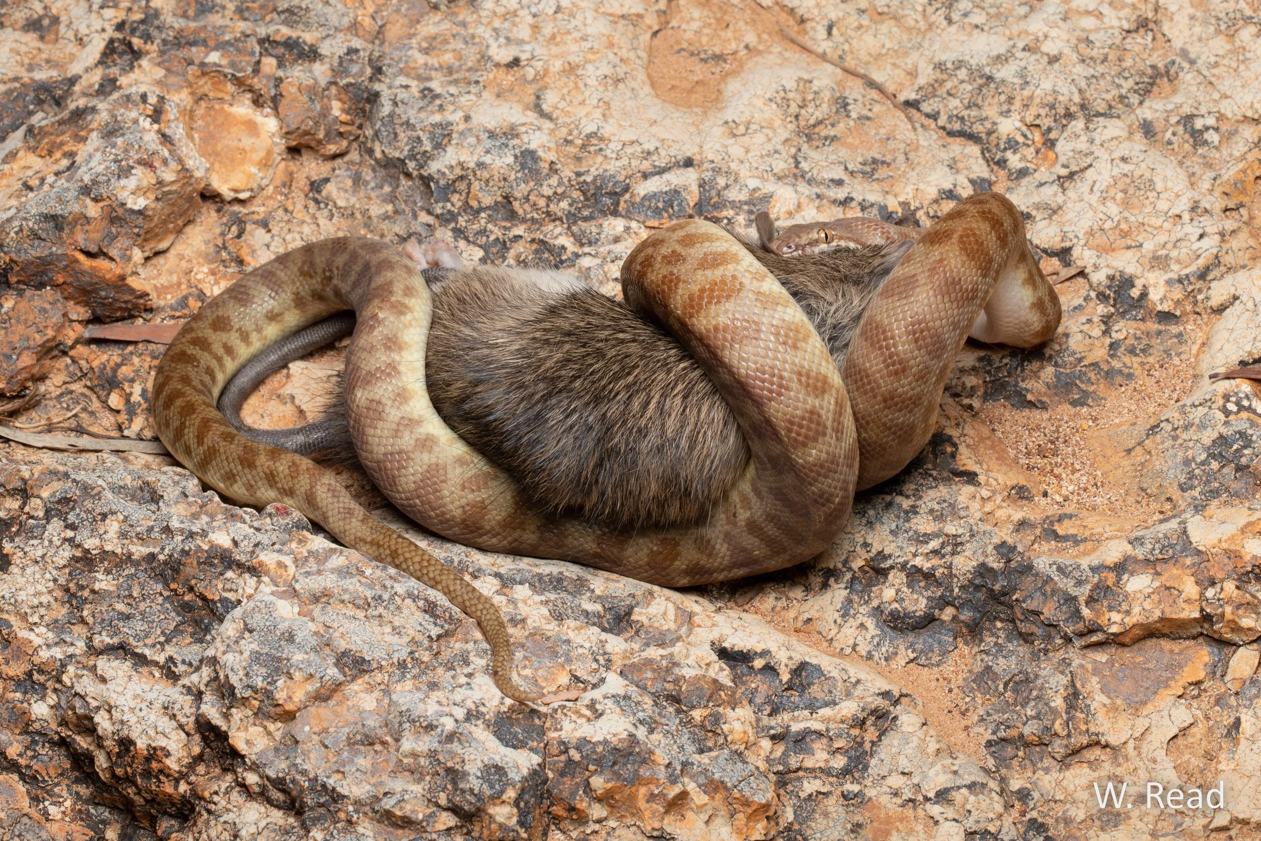 Antaresia children. Winton, Qld. 2023
