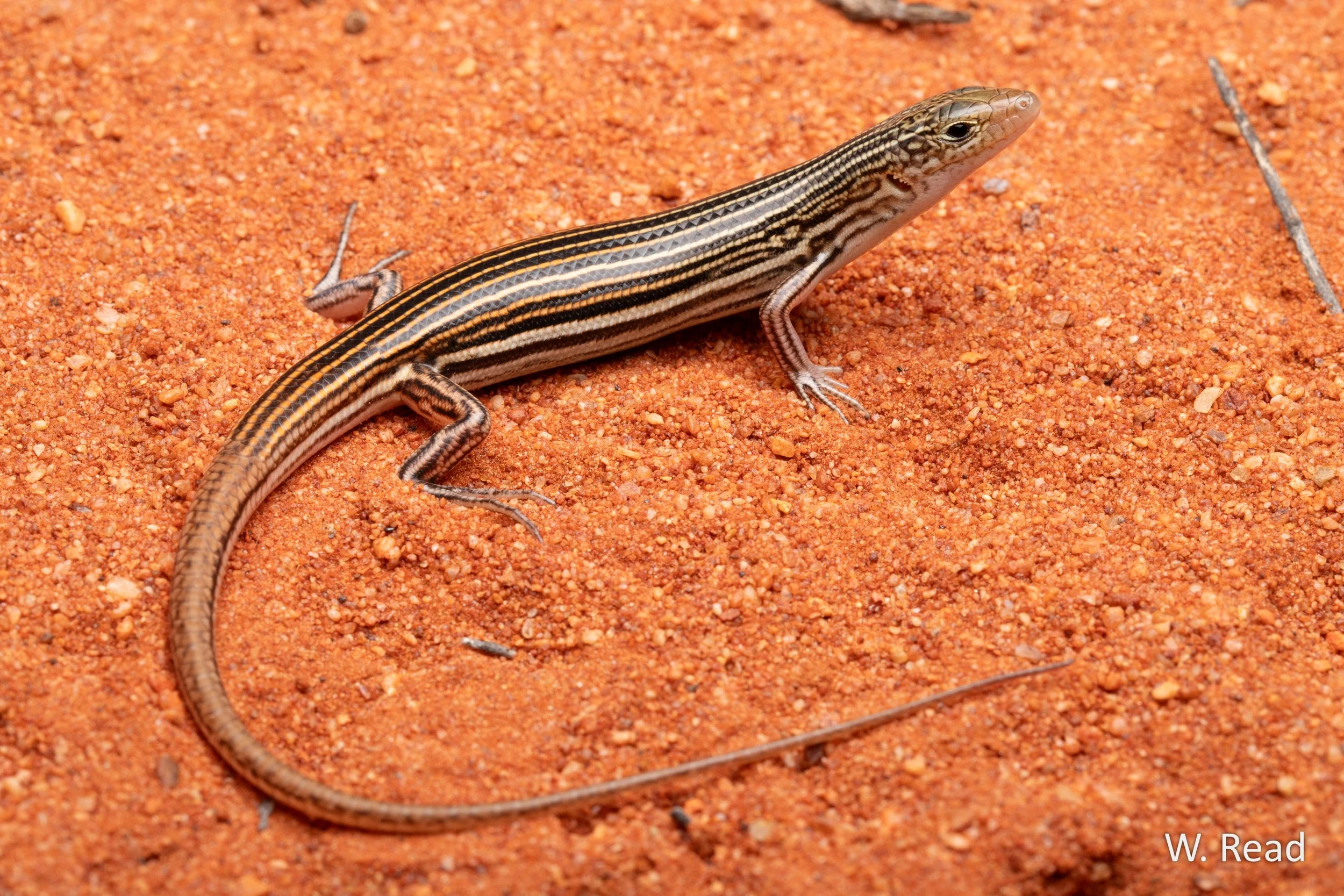 Ctenotus quattuordecimlineatus. Sandy Blight, WA. 2024