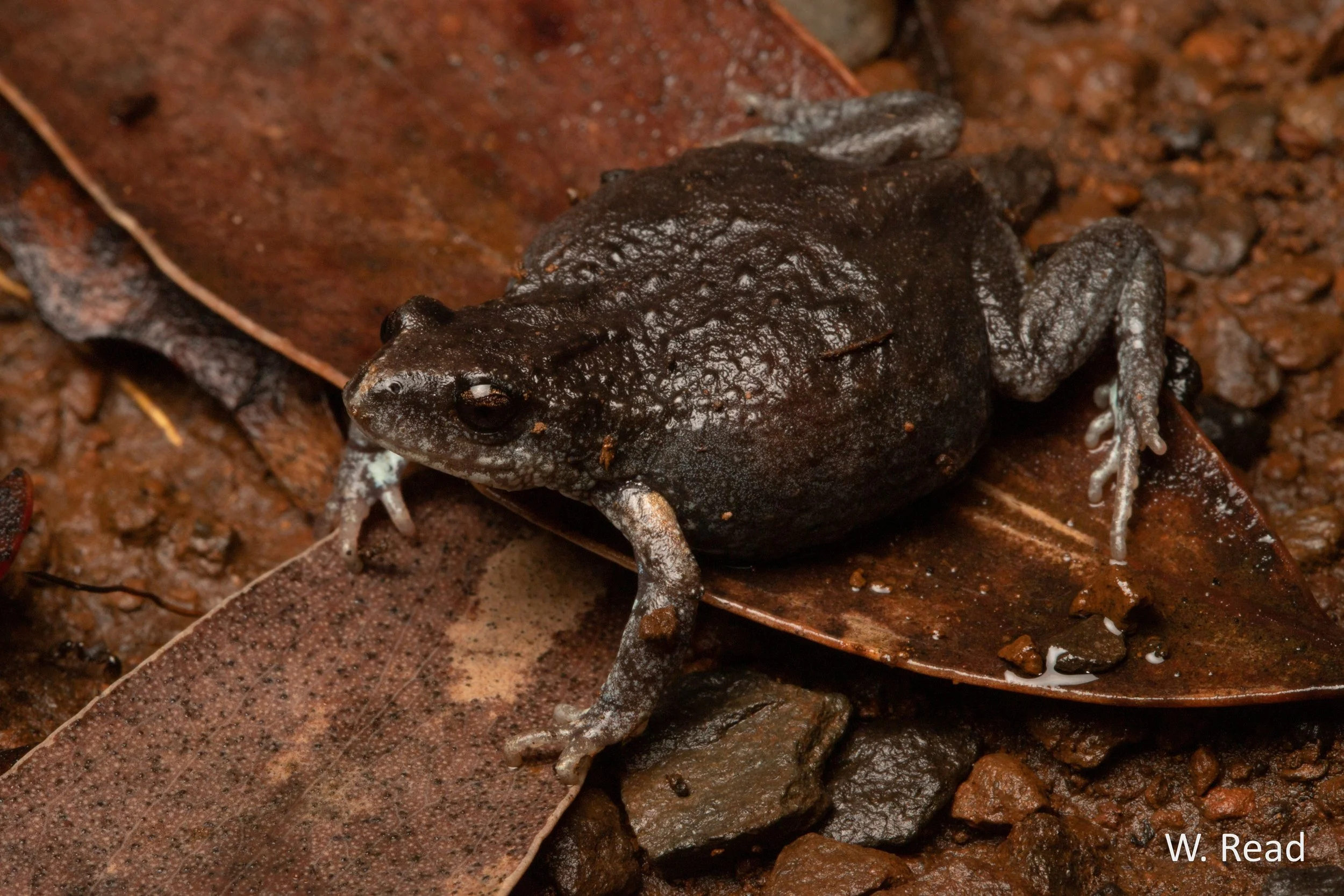 Pseudophryne bibronii. Mt Kaputar, NSW. 2020