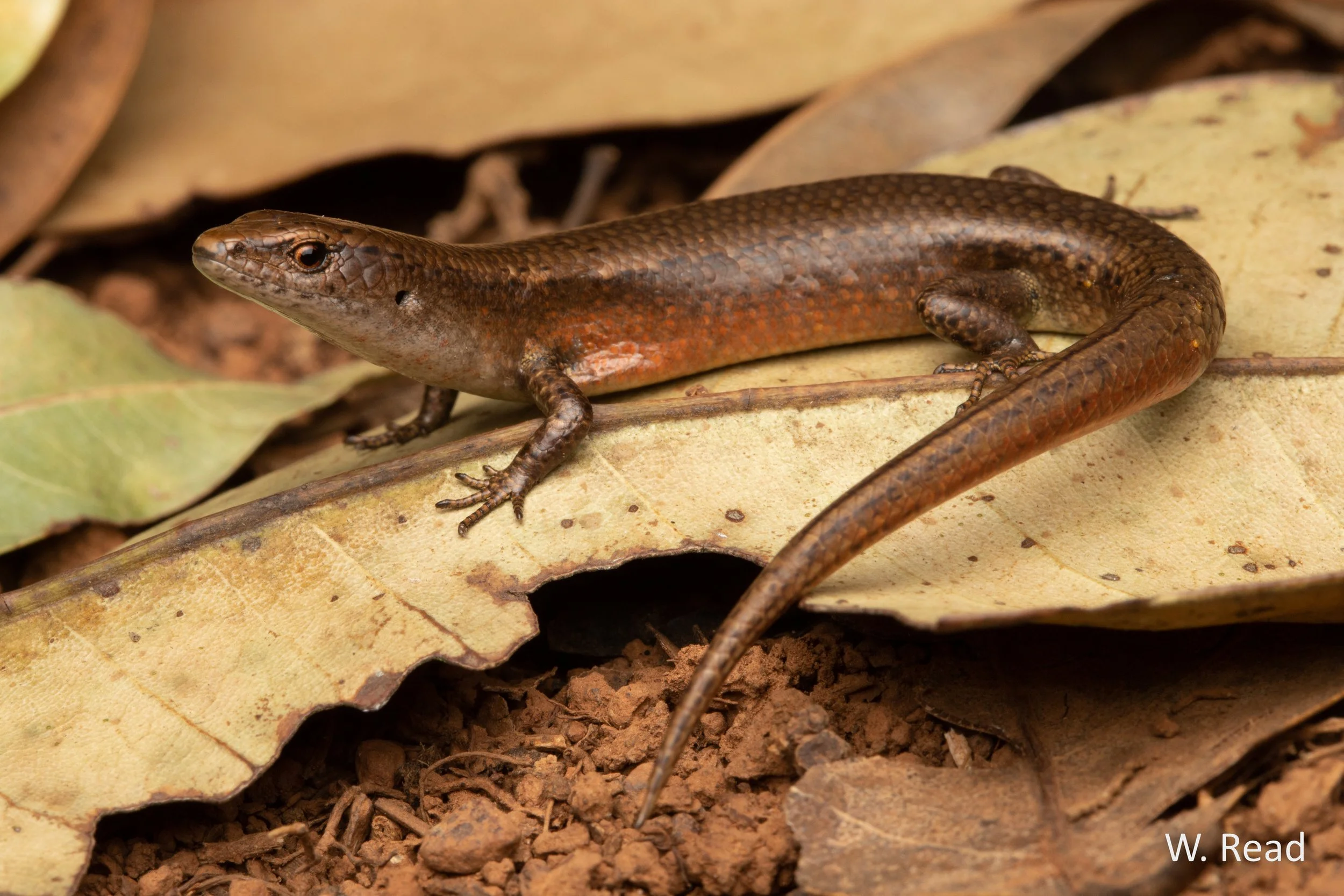 Lampropholis adonis. Bulburin NP, Qld. 2019