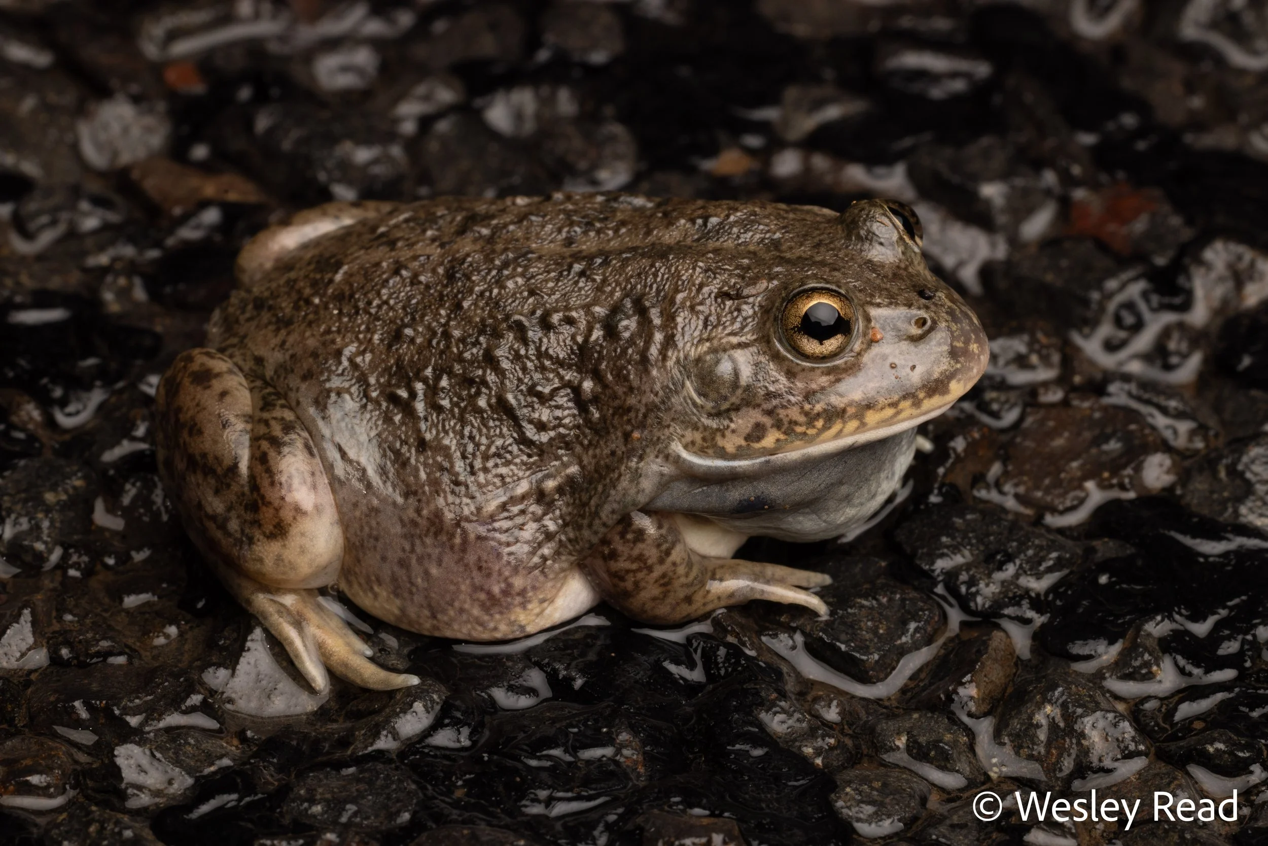 Cyclorana platycephala. Narrabri, NSW. 2025