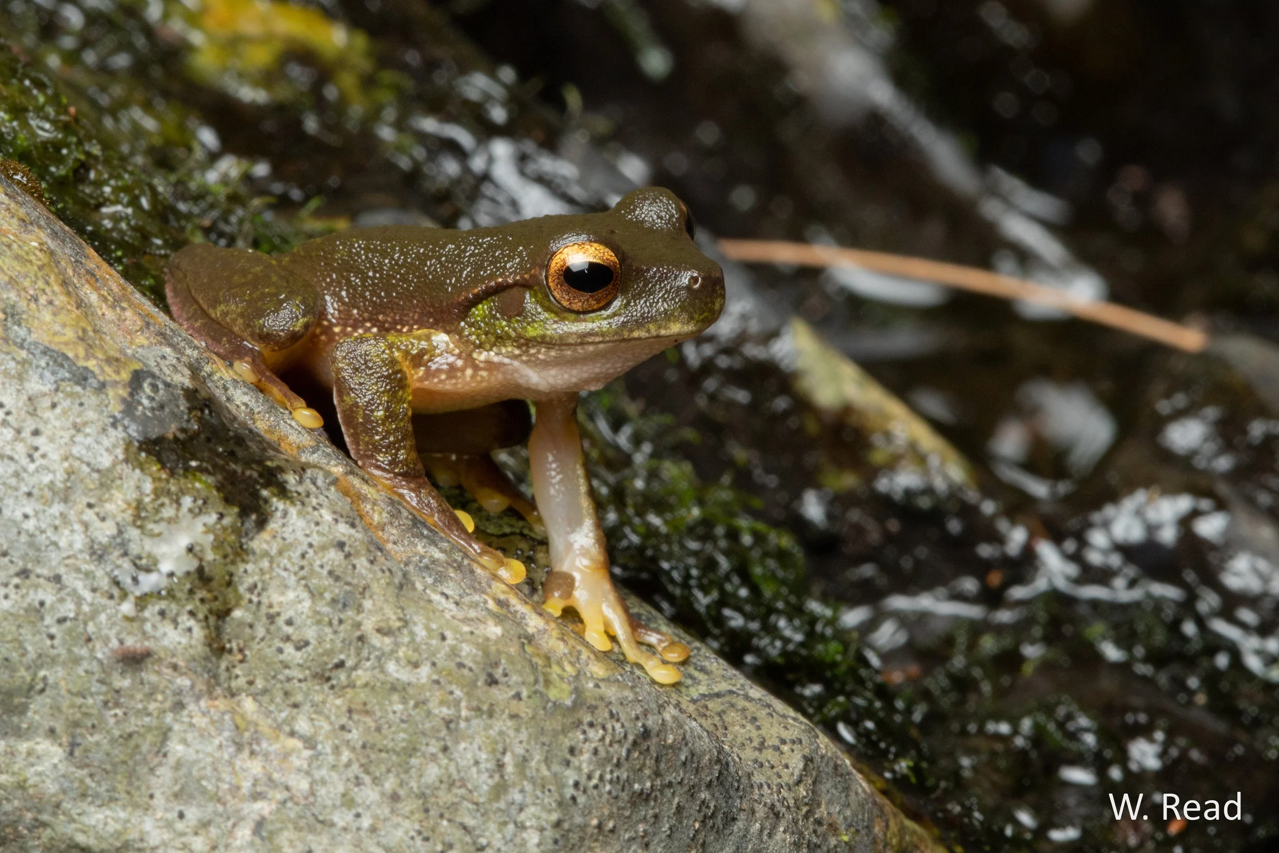Litoria barringtonensis. Dorrigo, NSW. 2020