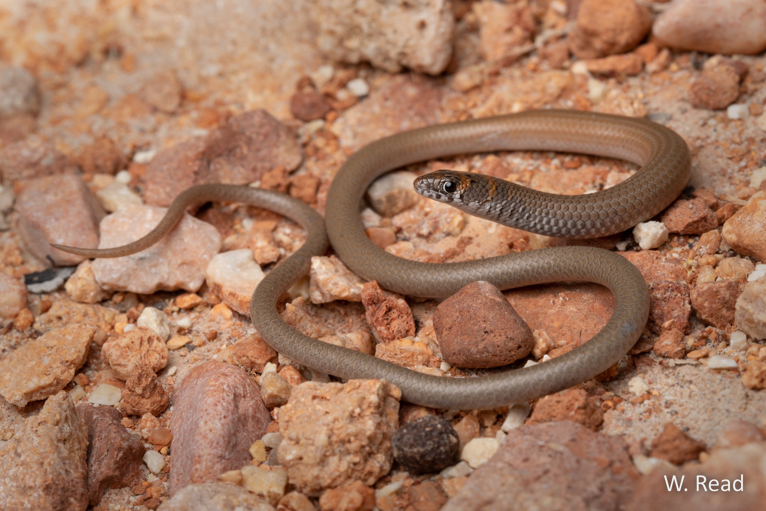 Delma tealei. Cape Range NP, WA. 2022