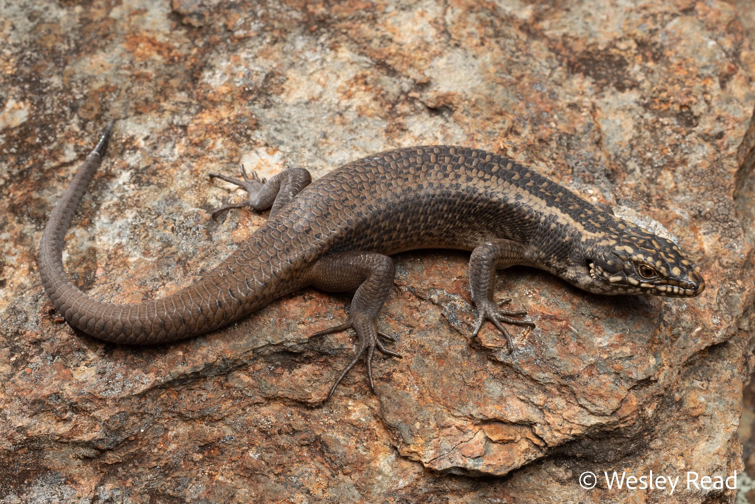 Egernia roomi. Mt Kaputar, NSW. 2025