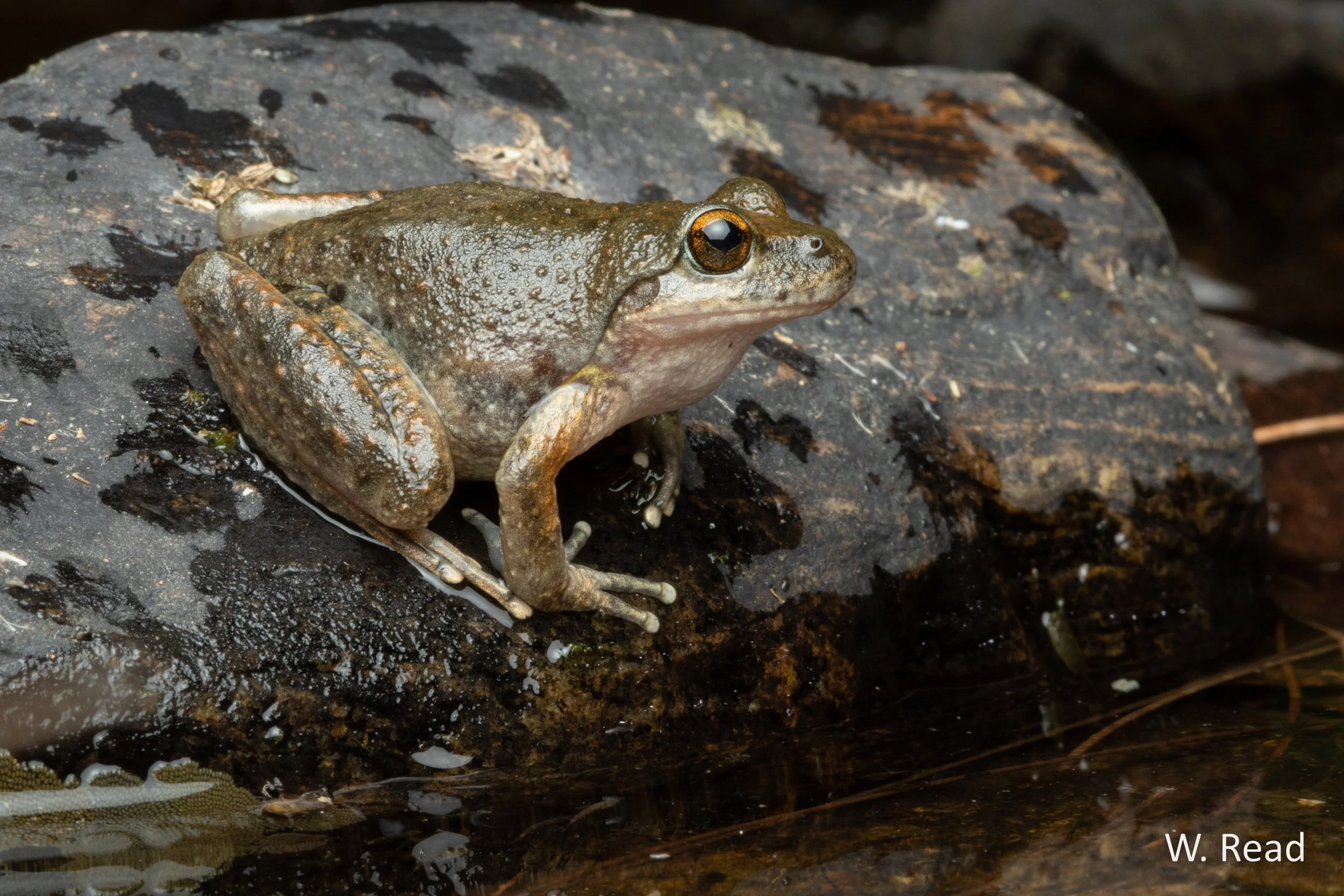Litoria booroolongensis. Tamworth, NSW. 2020