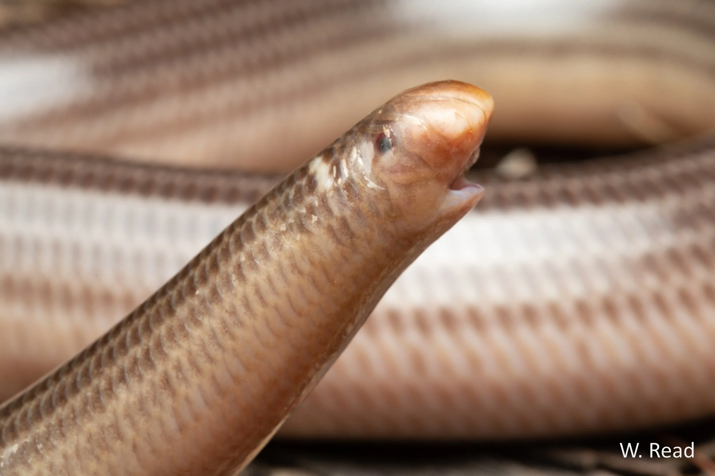 Anilios proximus. Mt Kaputar, NSW. 2021