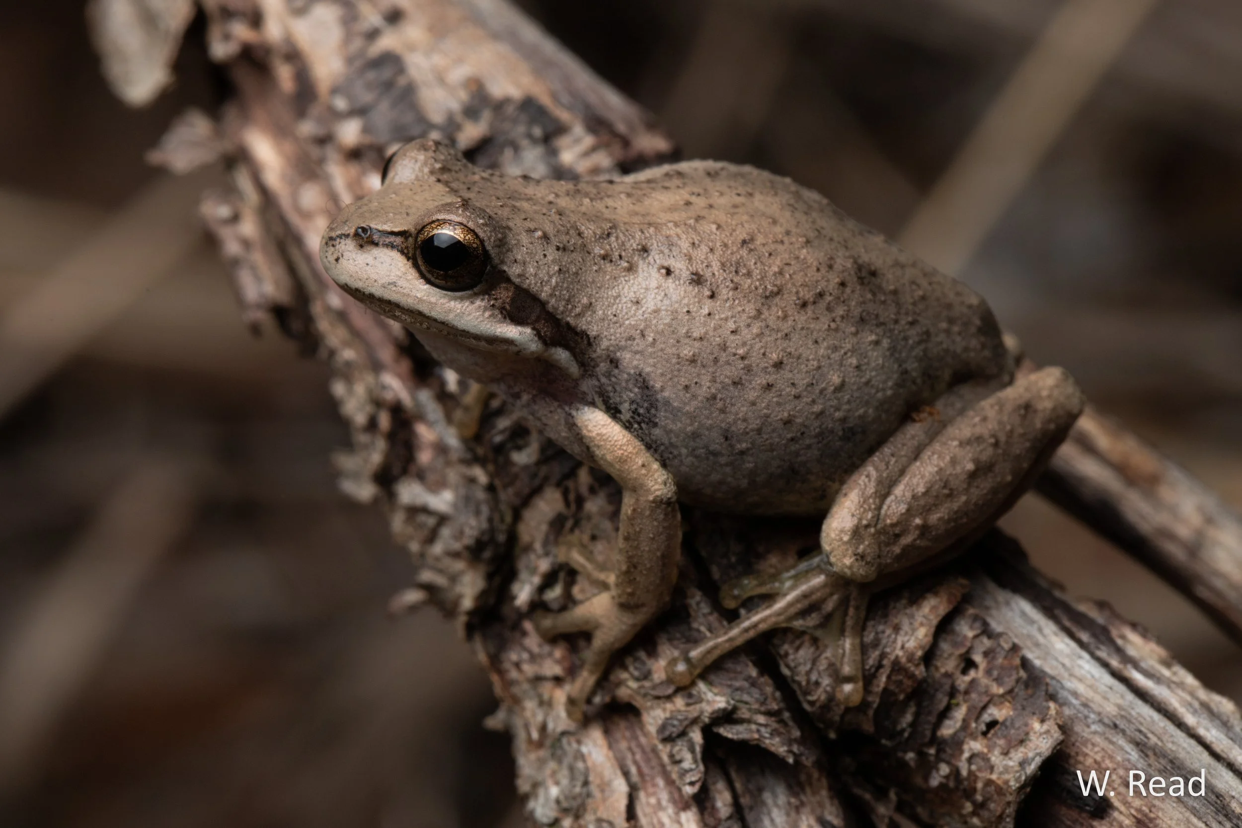Litoria paraewingi. Albury, NSW. 2023