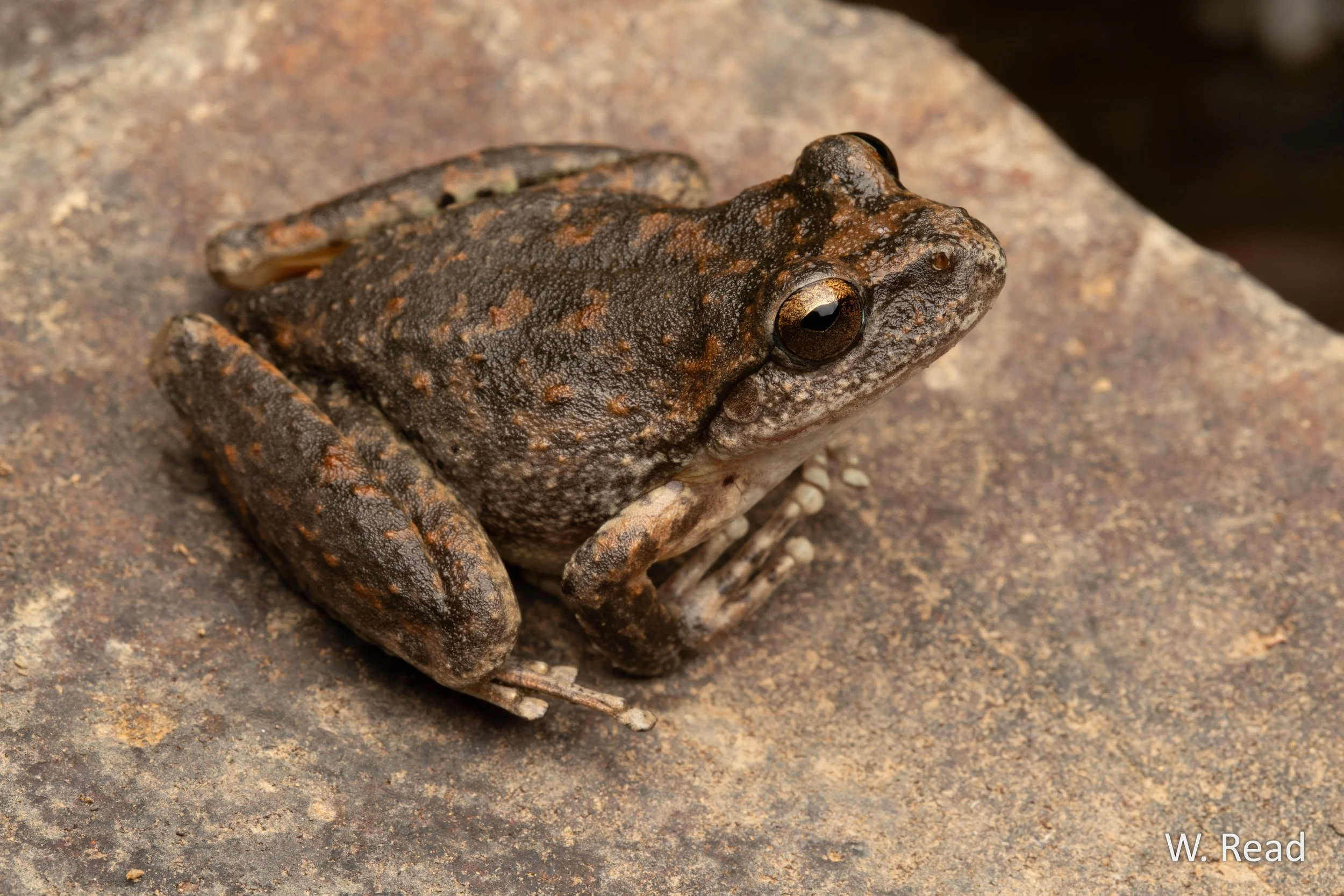 Litoria booroolongensis. Jugiong, NSW. 2025