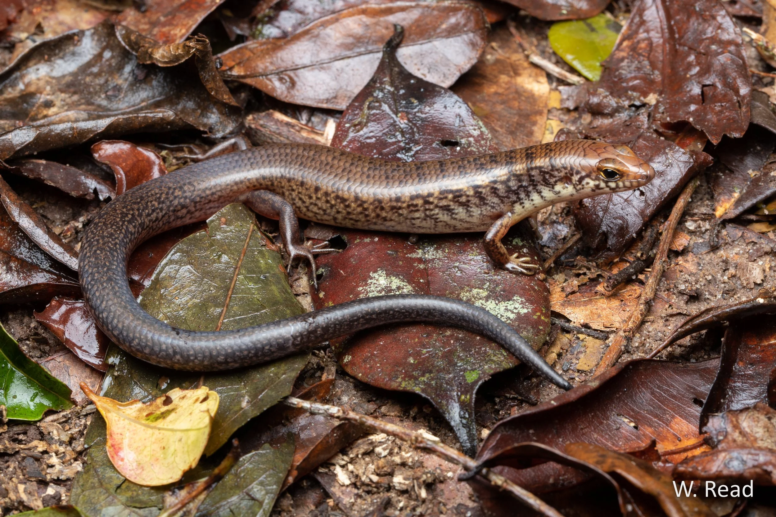 Glaphyromorphus fuscicaudis. Mt Lewis, Qld. 2022