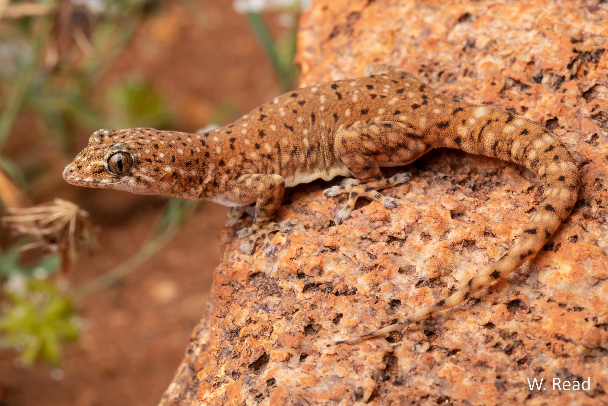 Gehyra polka. Meekatharra, WA. 2022