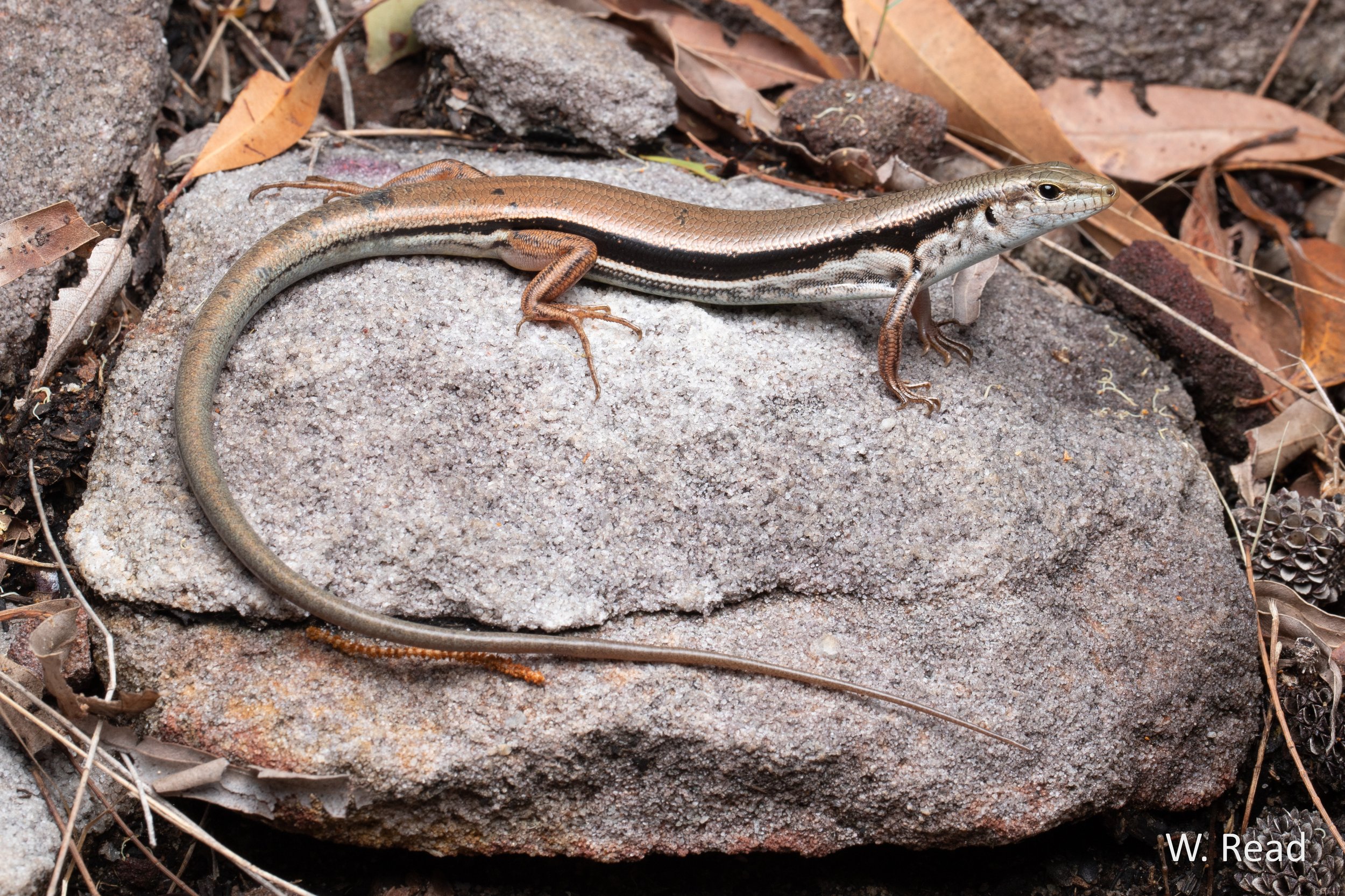 Ctenotus quinkan. Cooktown, Qld. 2022