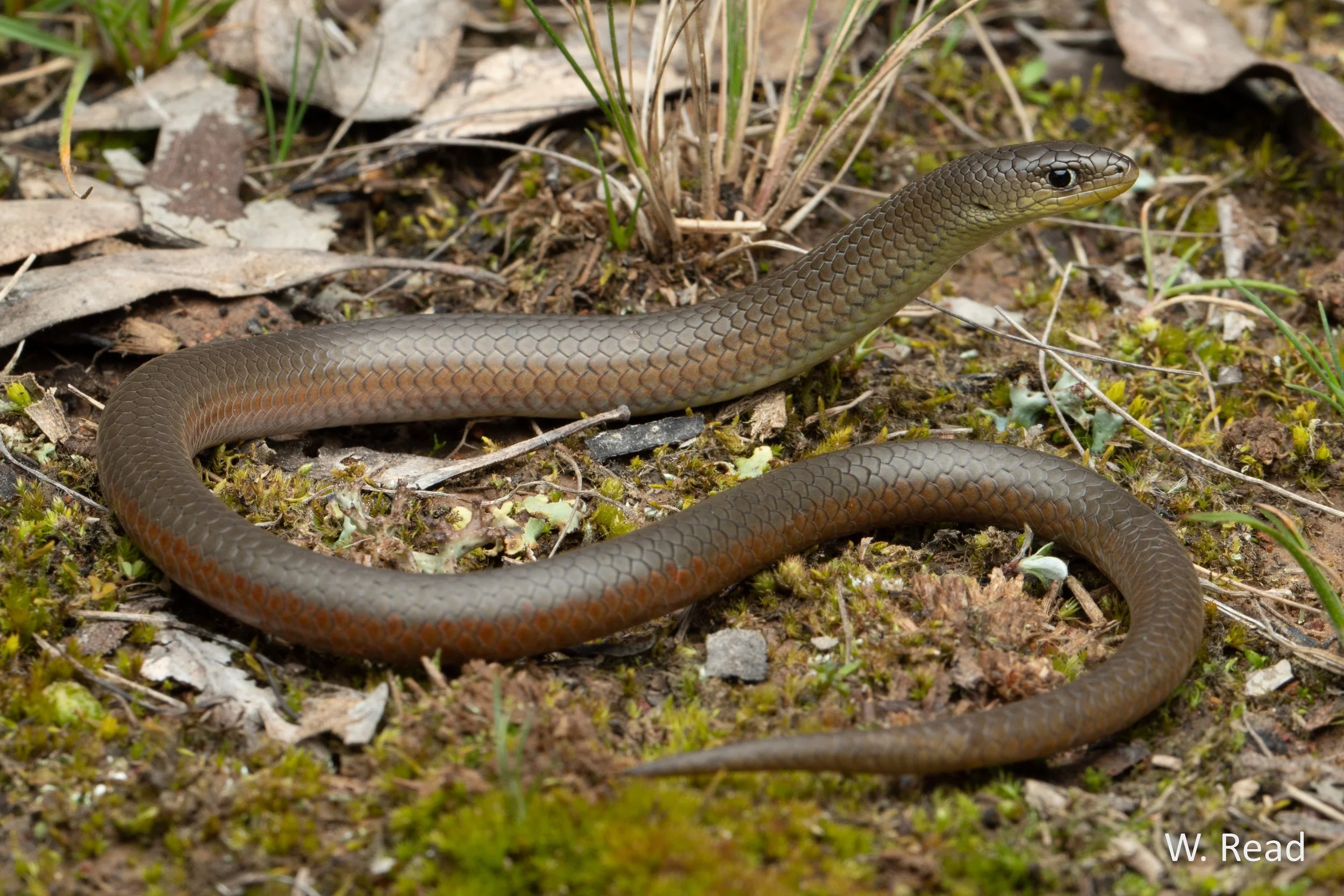 Delma inornata. Narrabri, NSW. 2021