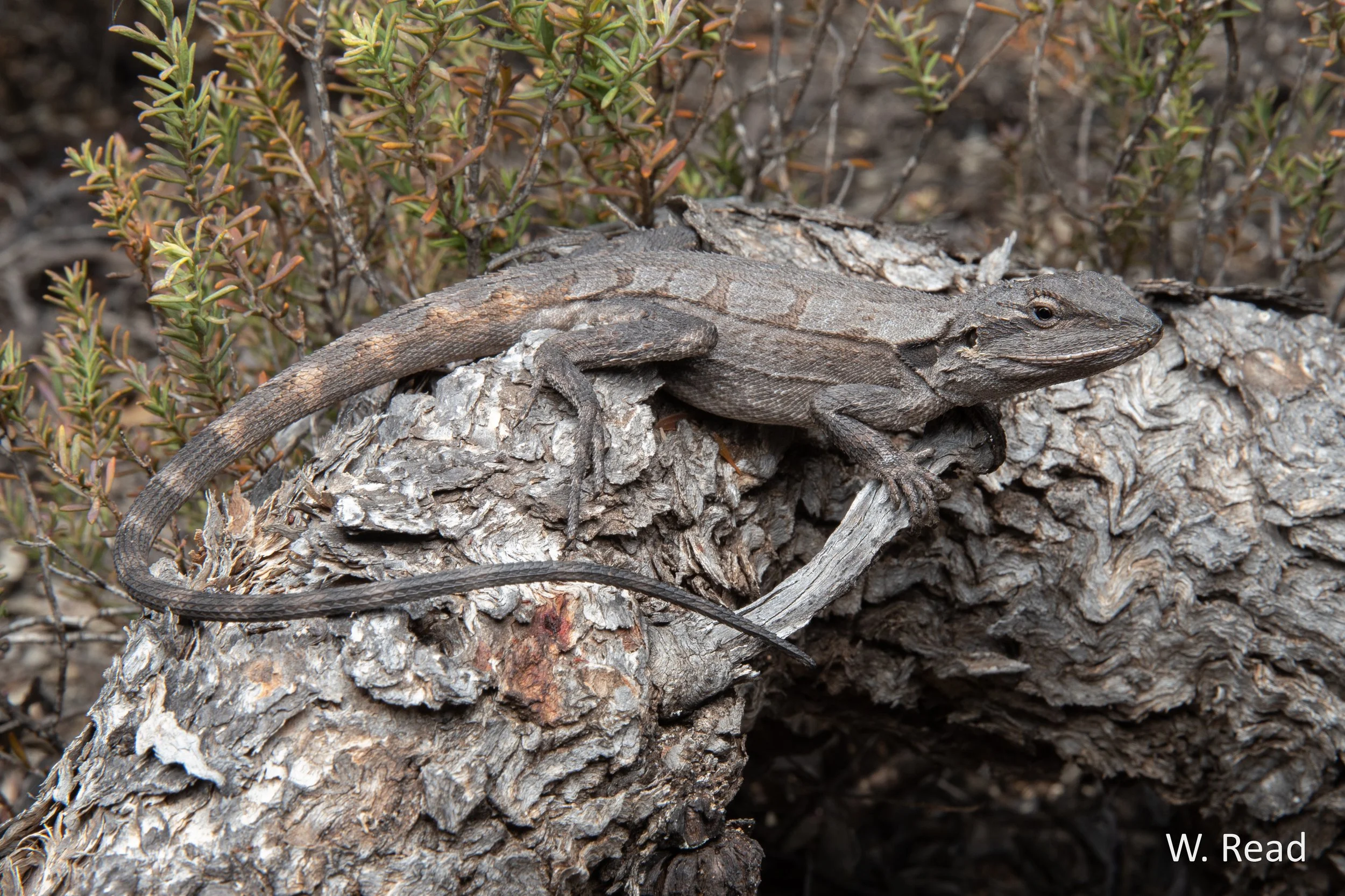Amphibolurus norrisi. Bordertown, SA. 2022