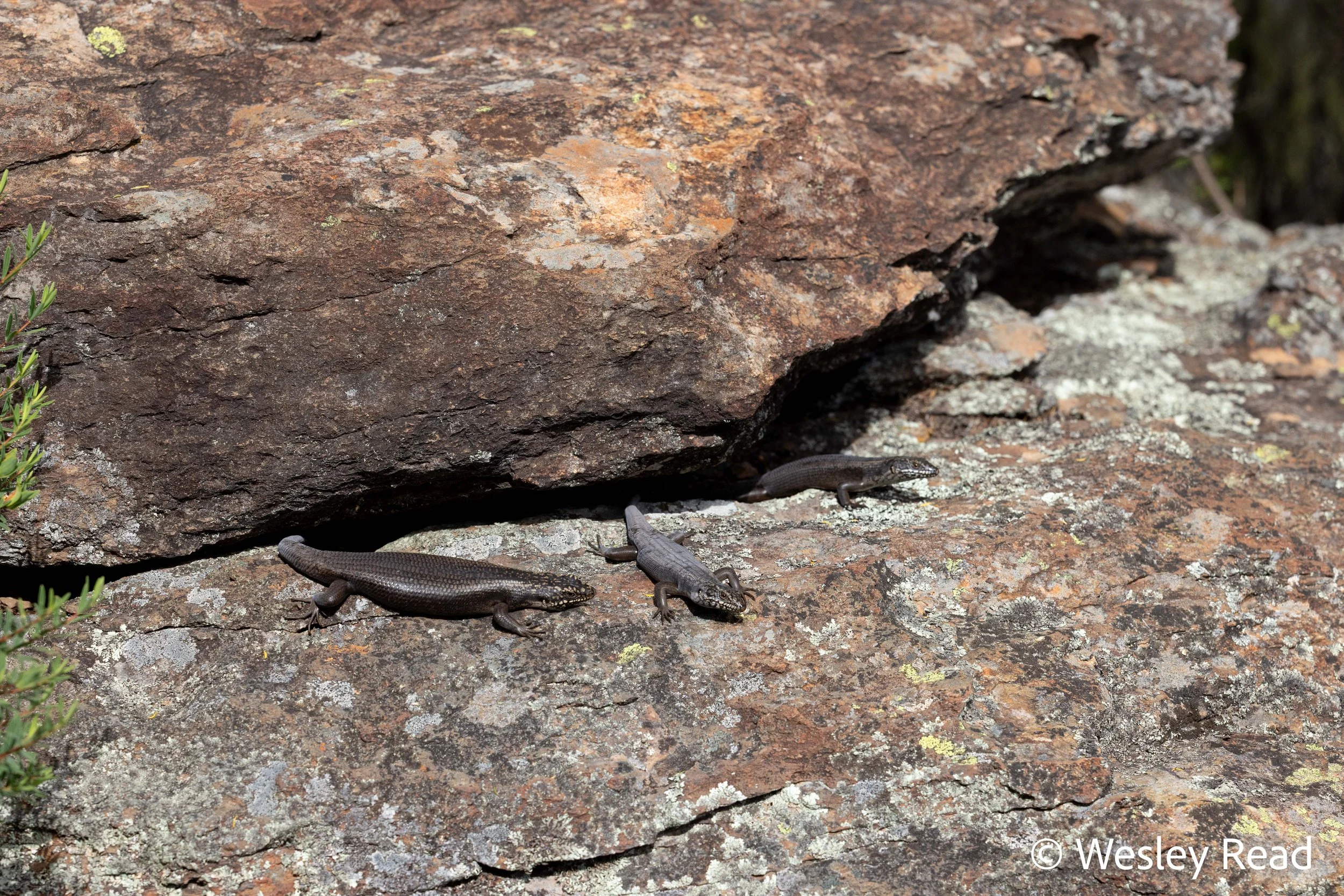 Egernia roomi. Mt Kaputar, NSW. 2025