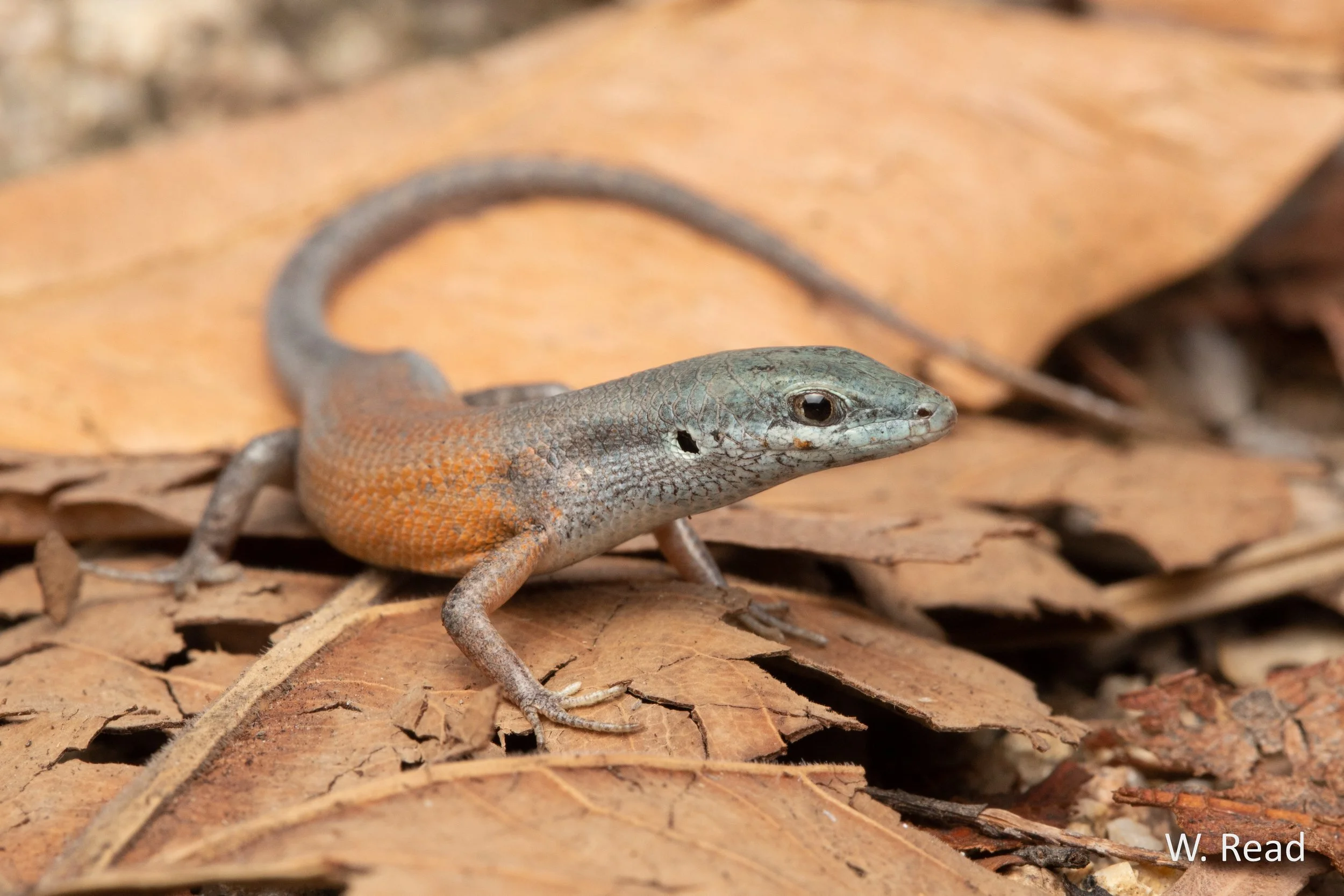 Carlia rubigo. Magnetic Island, Qld. 2020