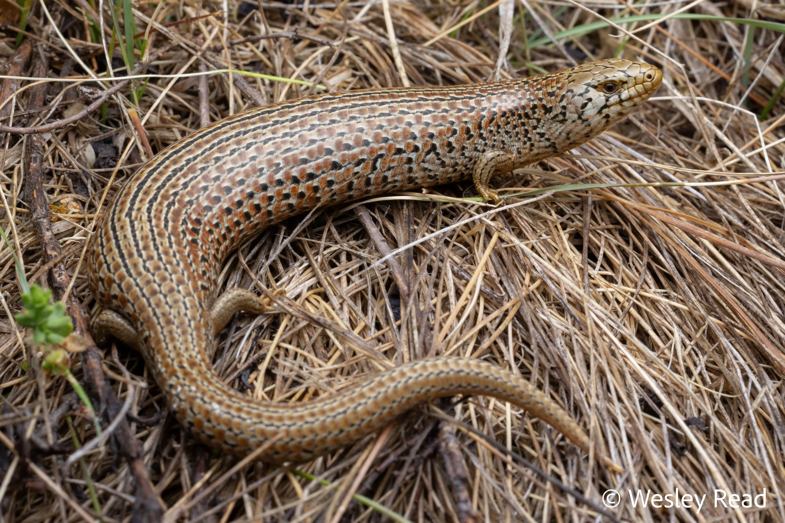 Cyclodomorphus praealtus. Snowy Mountains, NSW. 2026