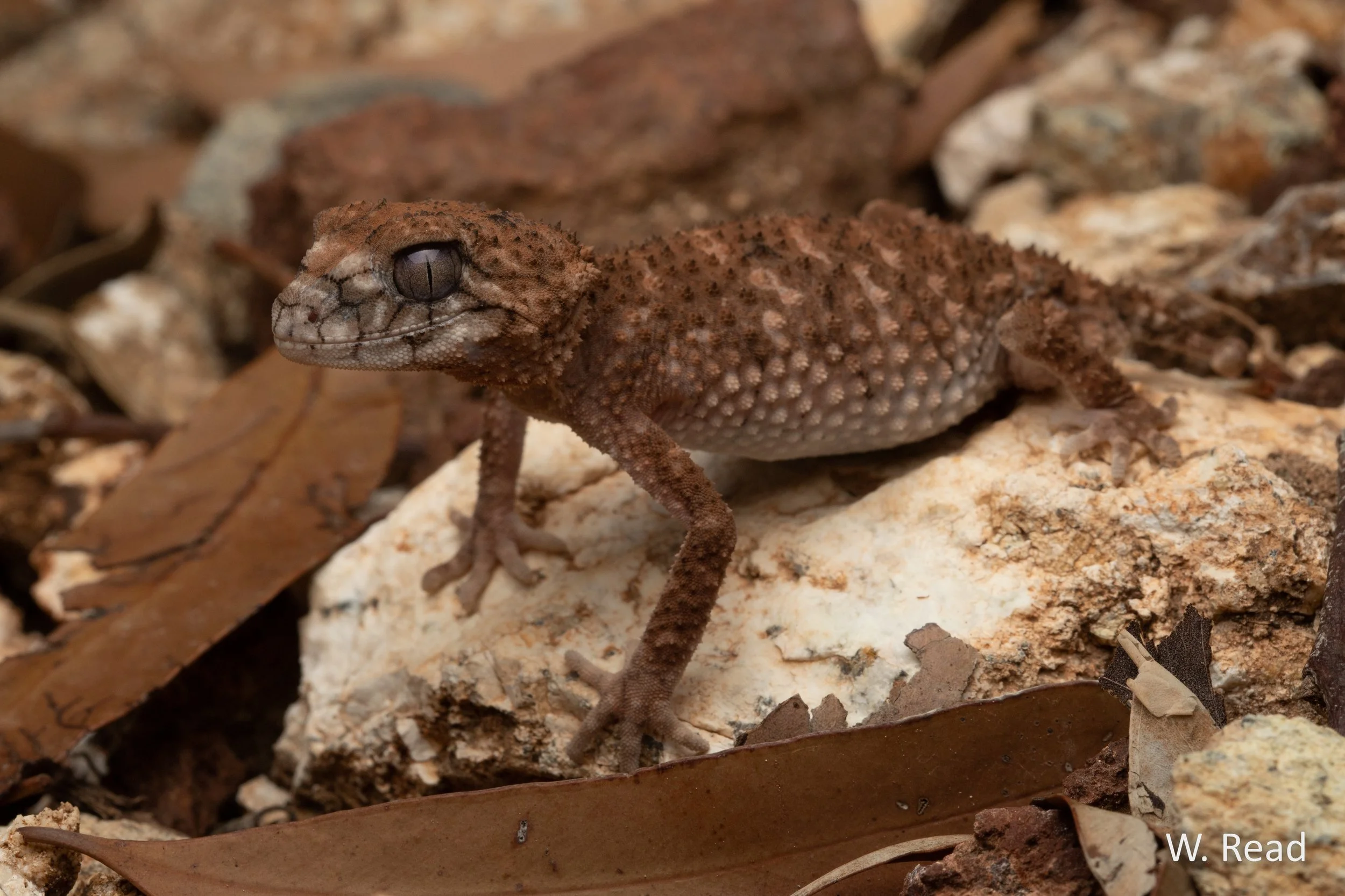 Nephrurus asper. Marlborough, Qld. 2020