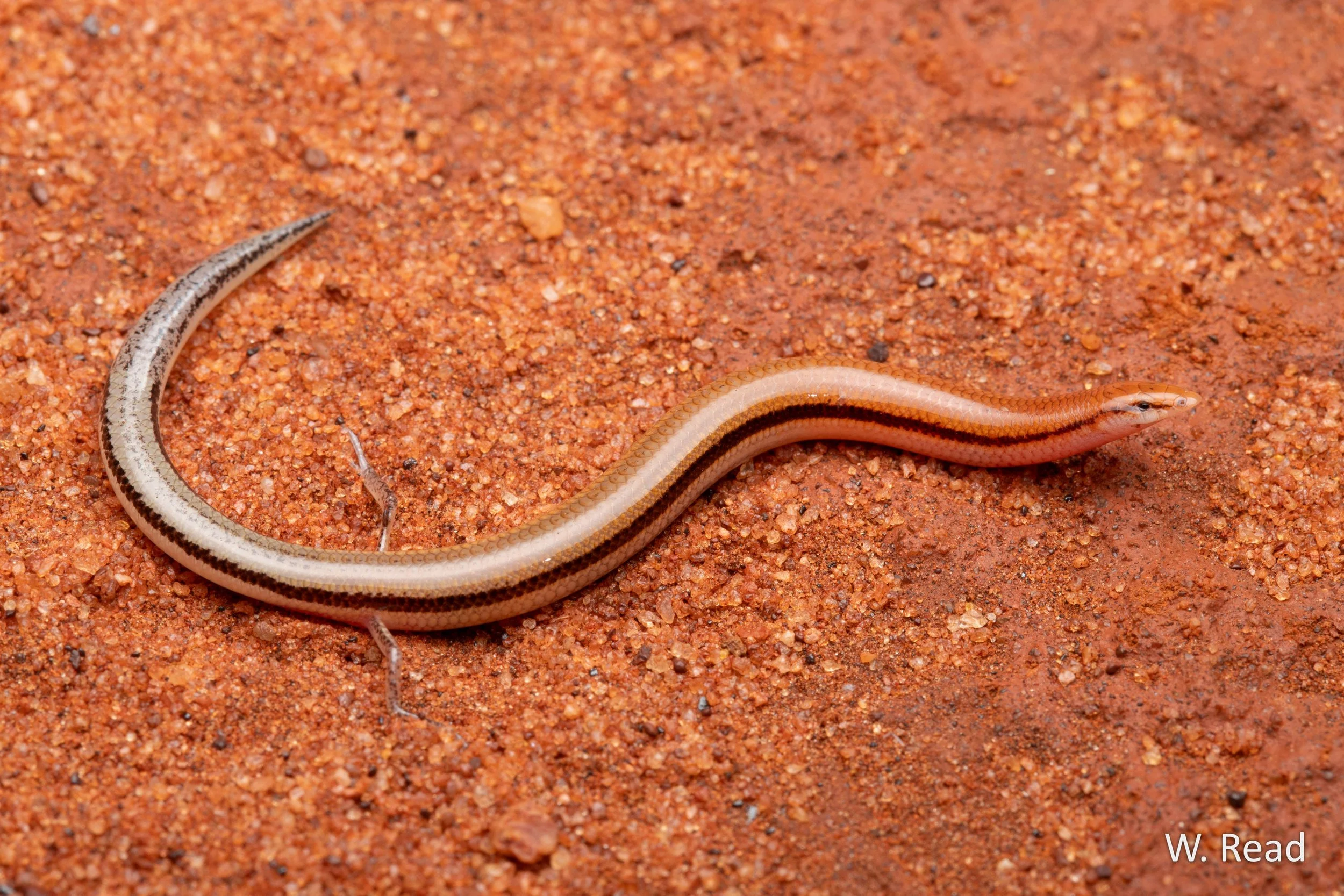 Lerista bipes. Warburton area, WA. 2024