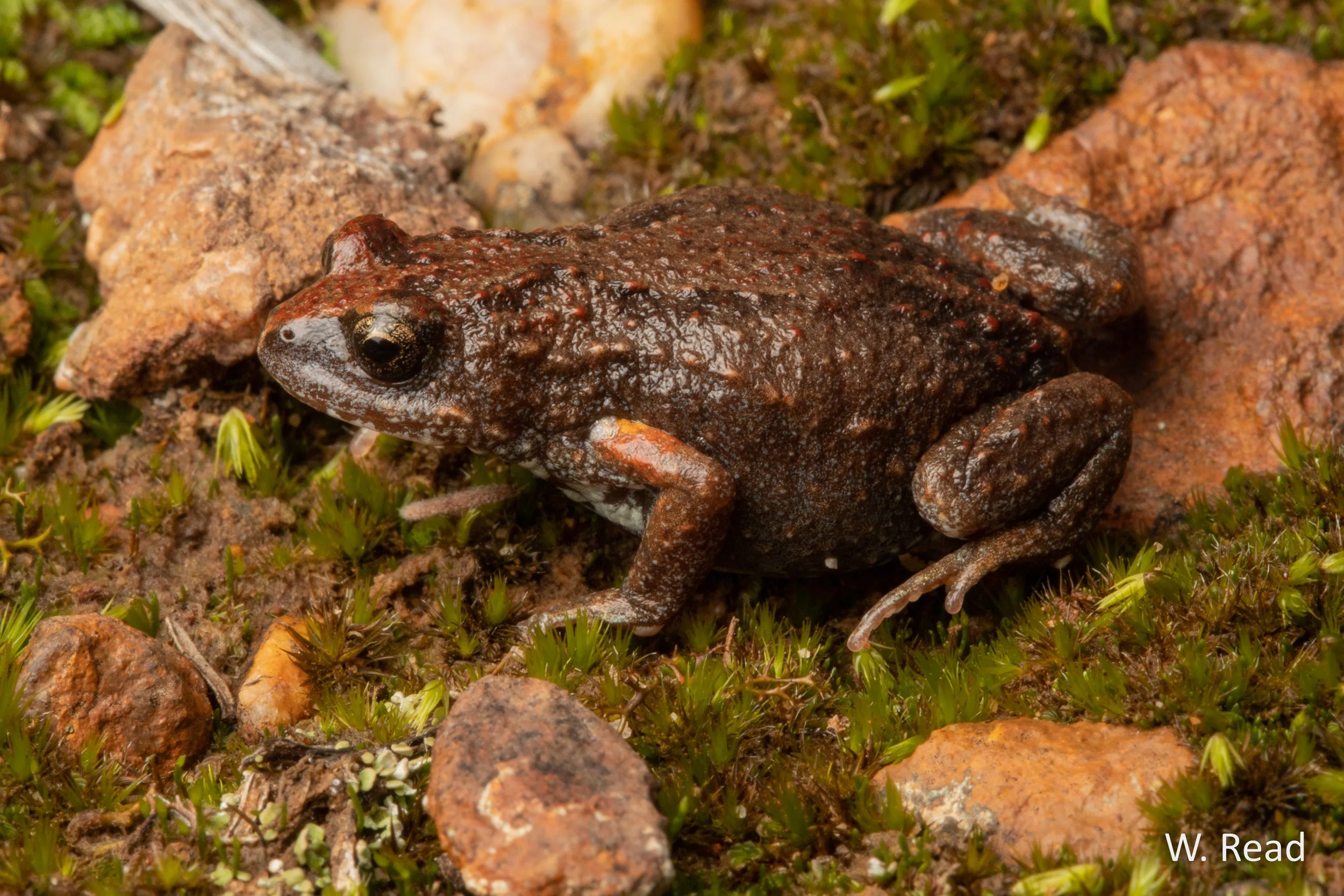 Pseudophryne bibronii. Bendigo, Vic. 2020